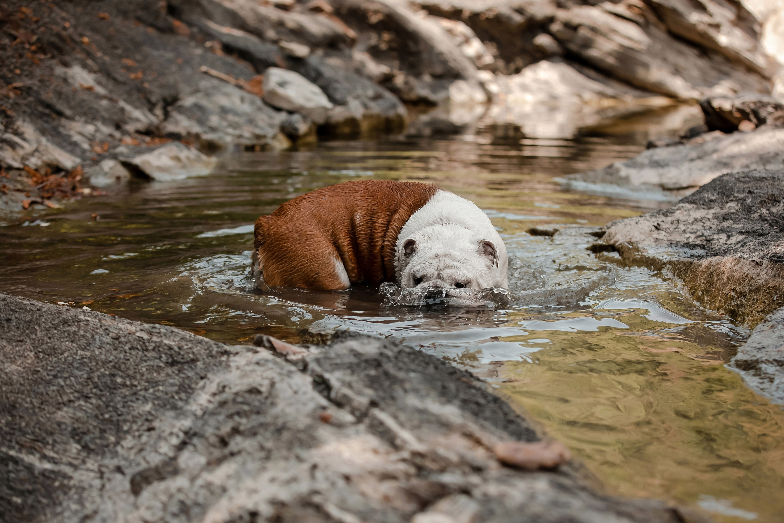 Фотосессия английского бульдога на речке. Фотограф-анималист в Краснодаре Маша Мельникова