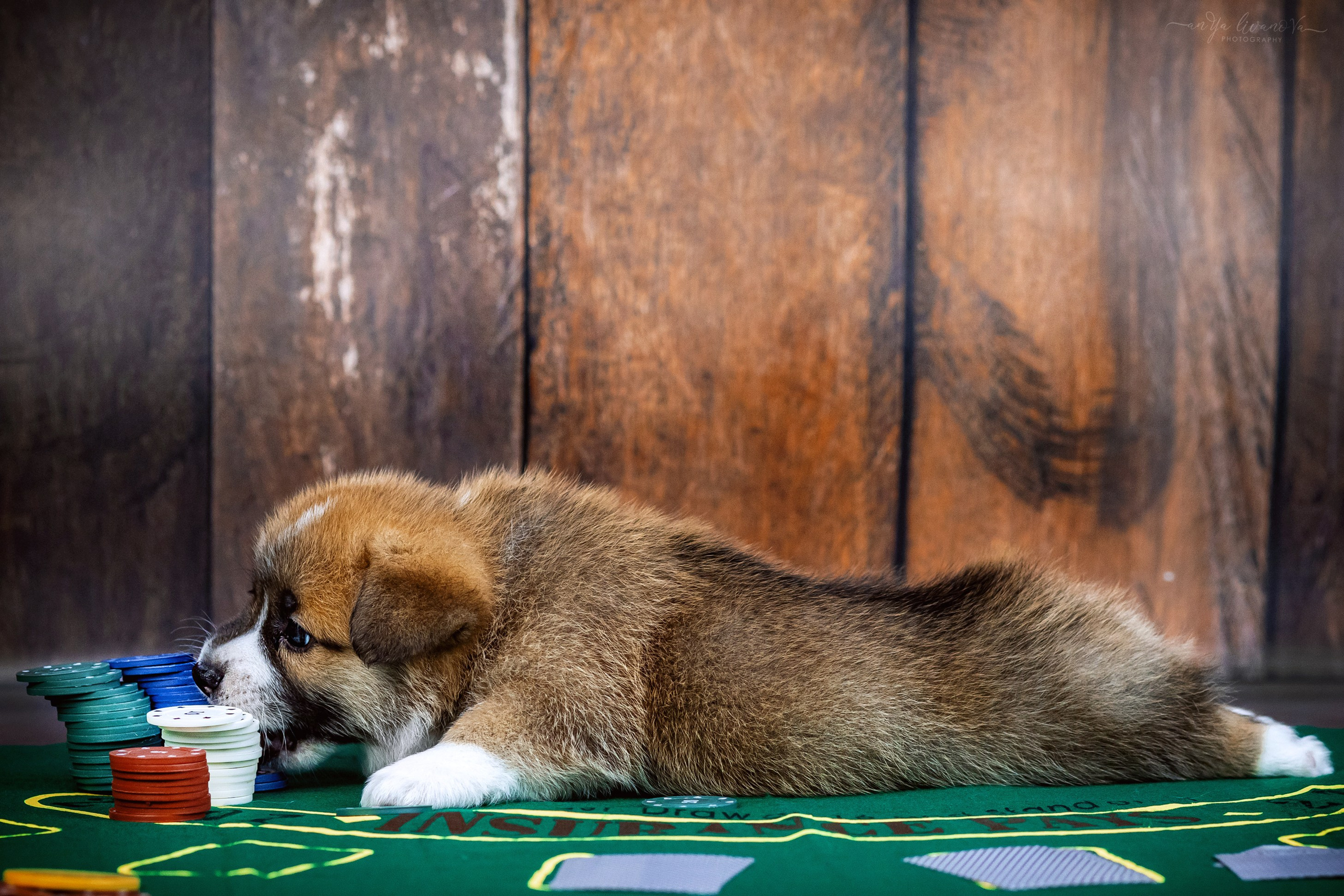 Коржики. Фотограф анималист Аня Ливанова | Рыбинск