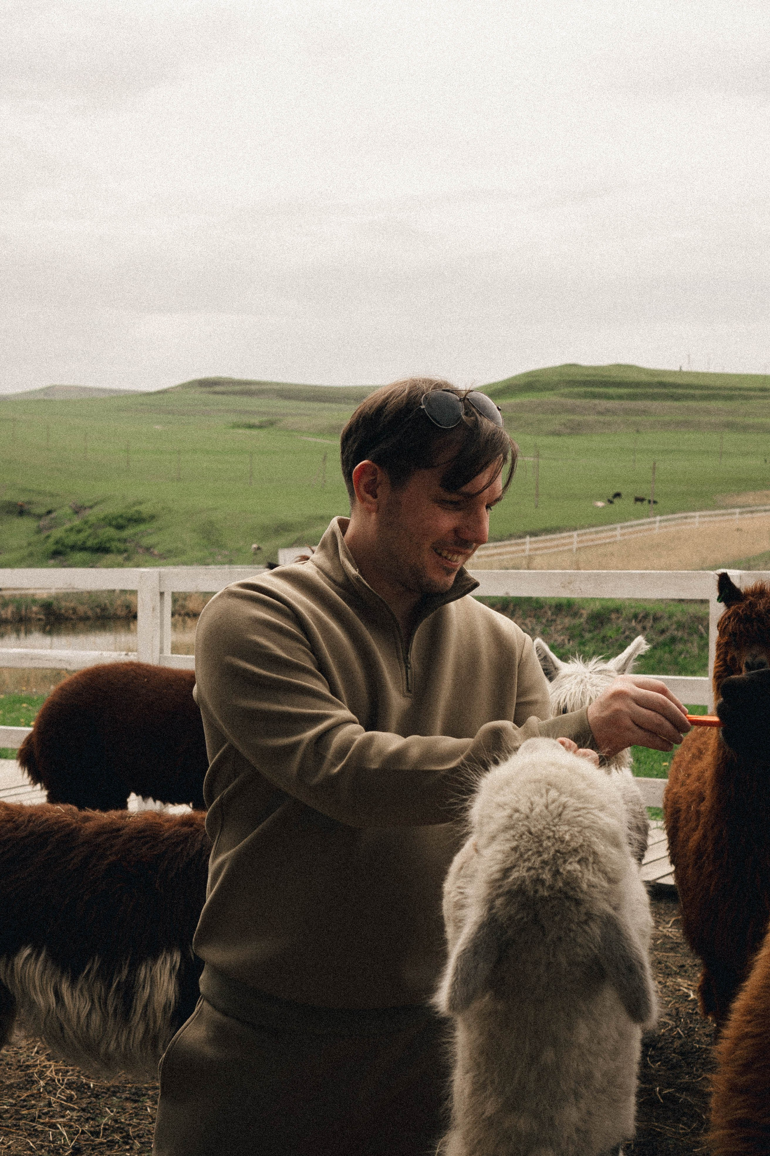 Ферма Альпак. Профессиональный фотограф, Санкт-Петербург — Виктория Богомолова