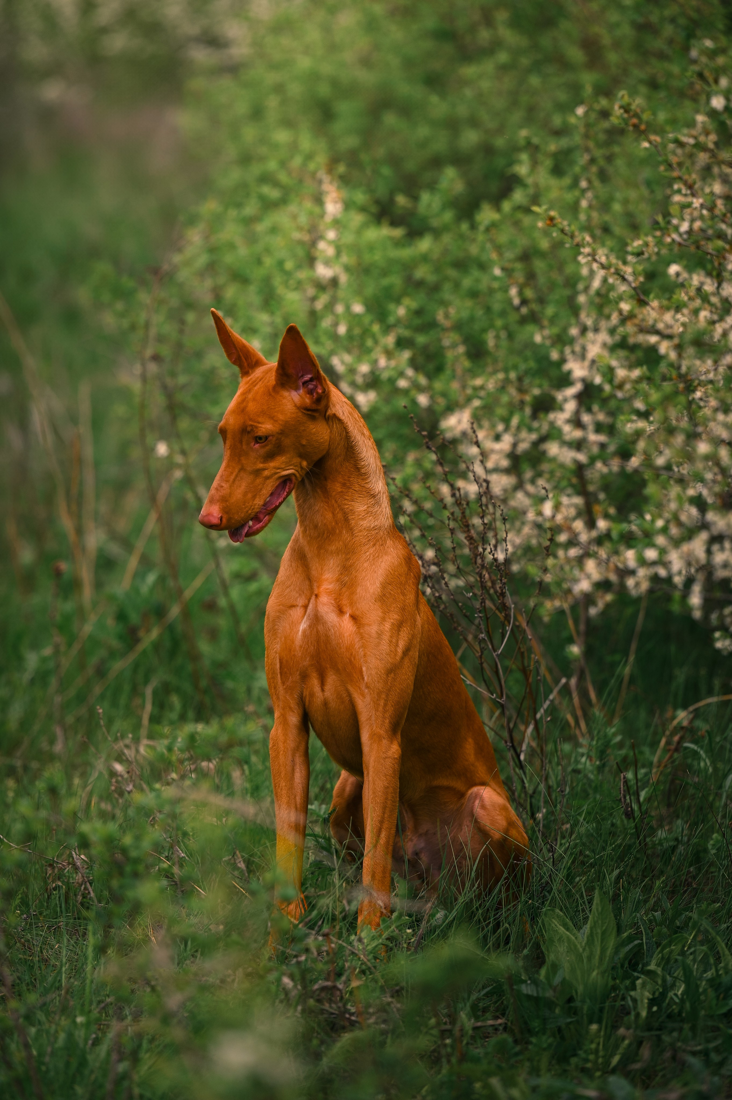 Фараонова собака Ромарио. Фотограф в Ростове —на — Дону