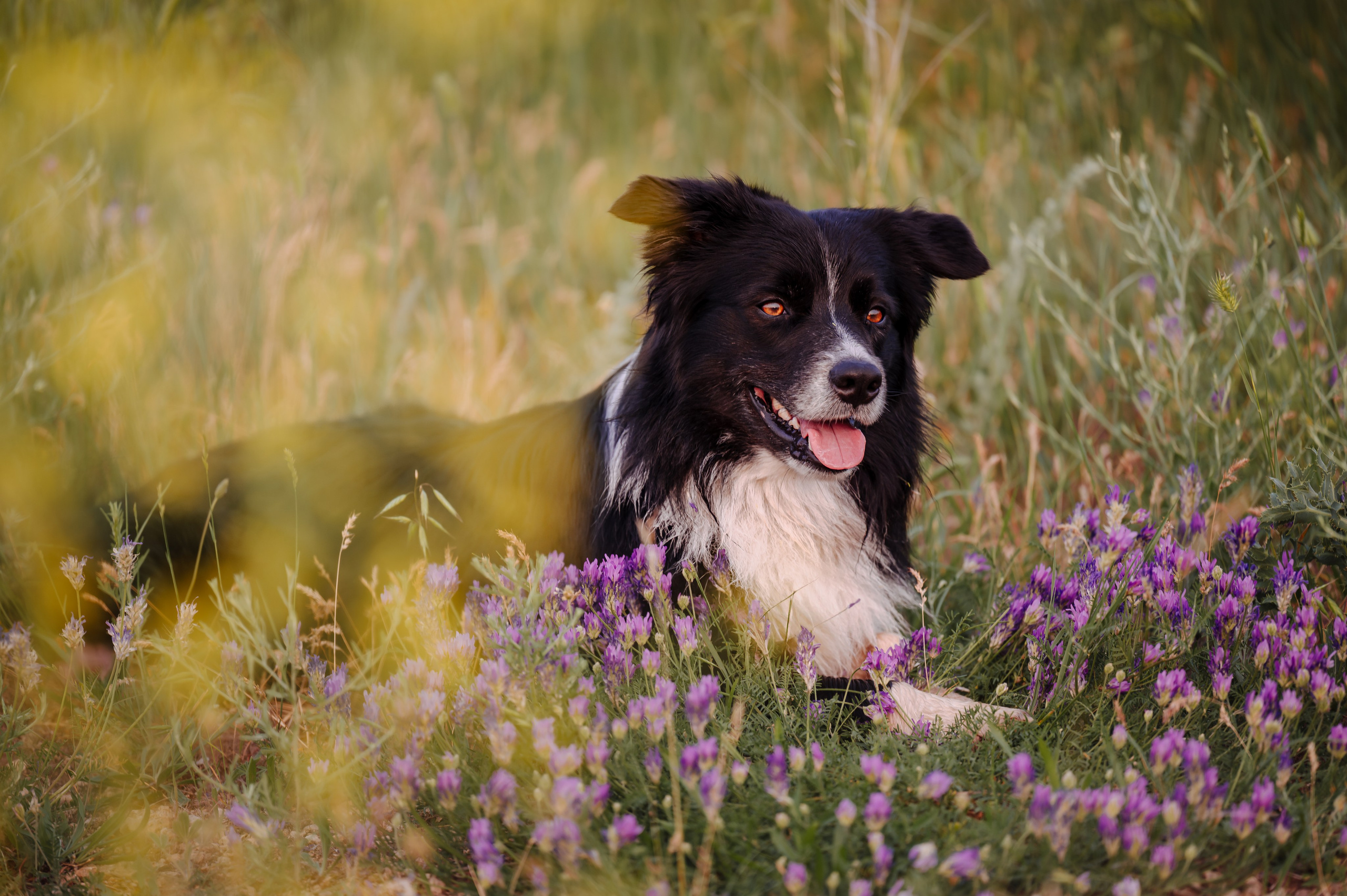 Прогулка на рассвете с бордер-колли. Фотограф в Ростове —на — Дону