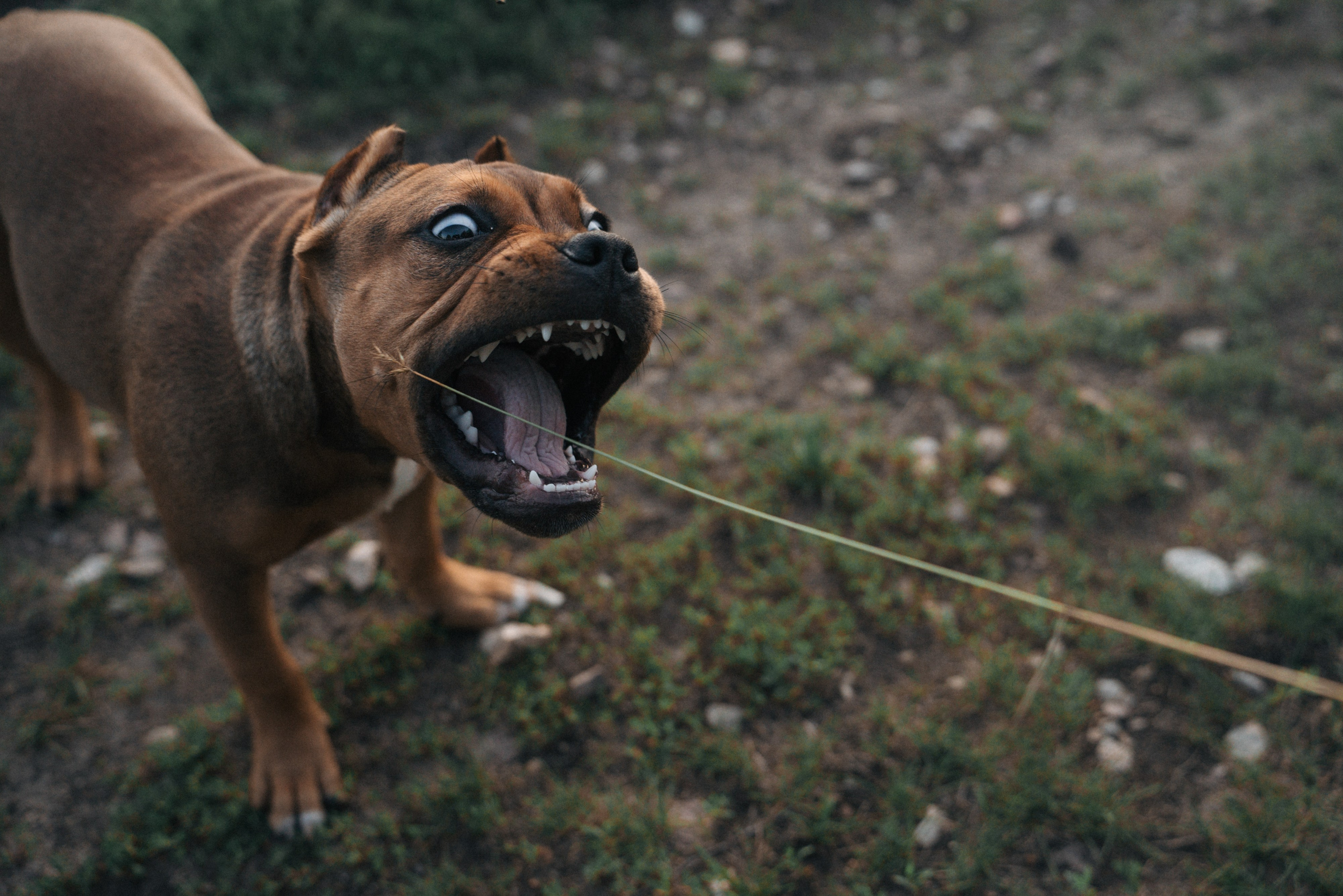 Кристина и Эфи. Фотограф анималист в Москве и Санкт-Петербурге Свиридова Анна