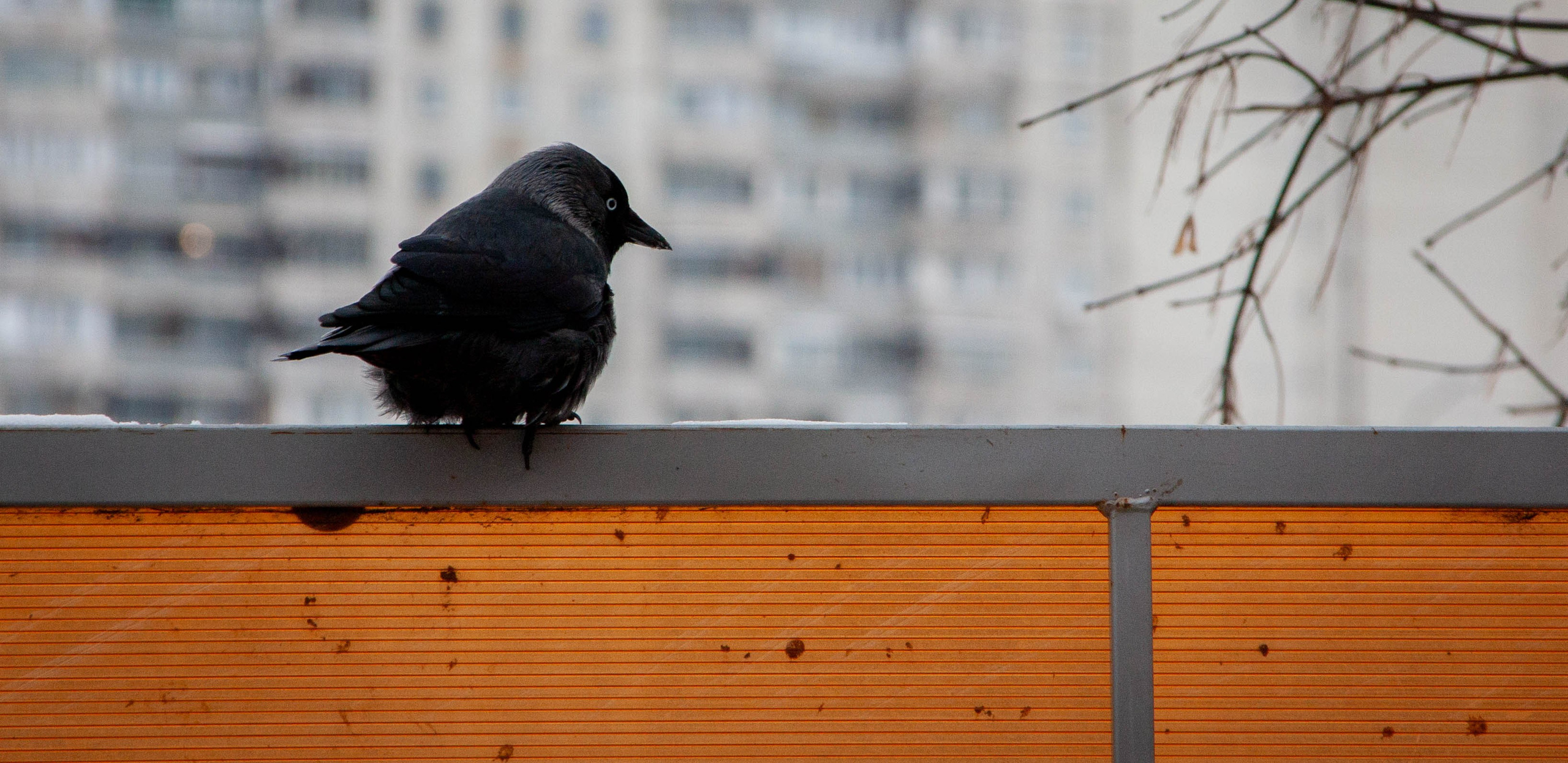 Природа, зверушки. Фотограф и кожевник Кирилл Удалов