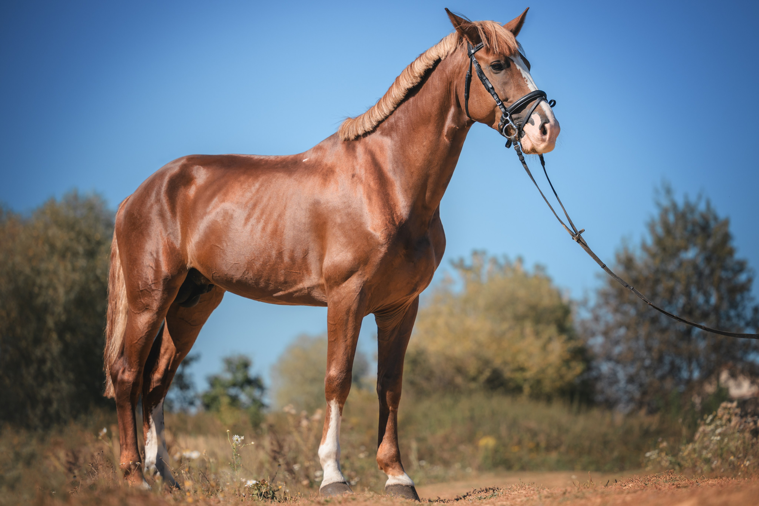 Виктория и Лео. Фотограф Анималист в Москве Анастасия Жучкова