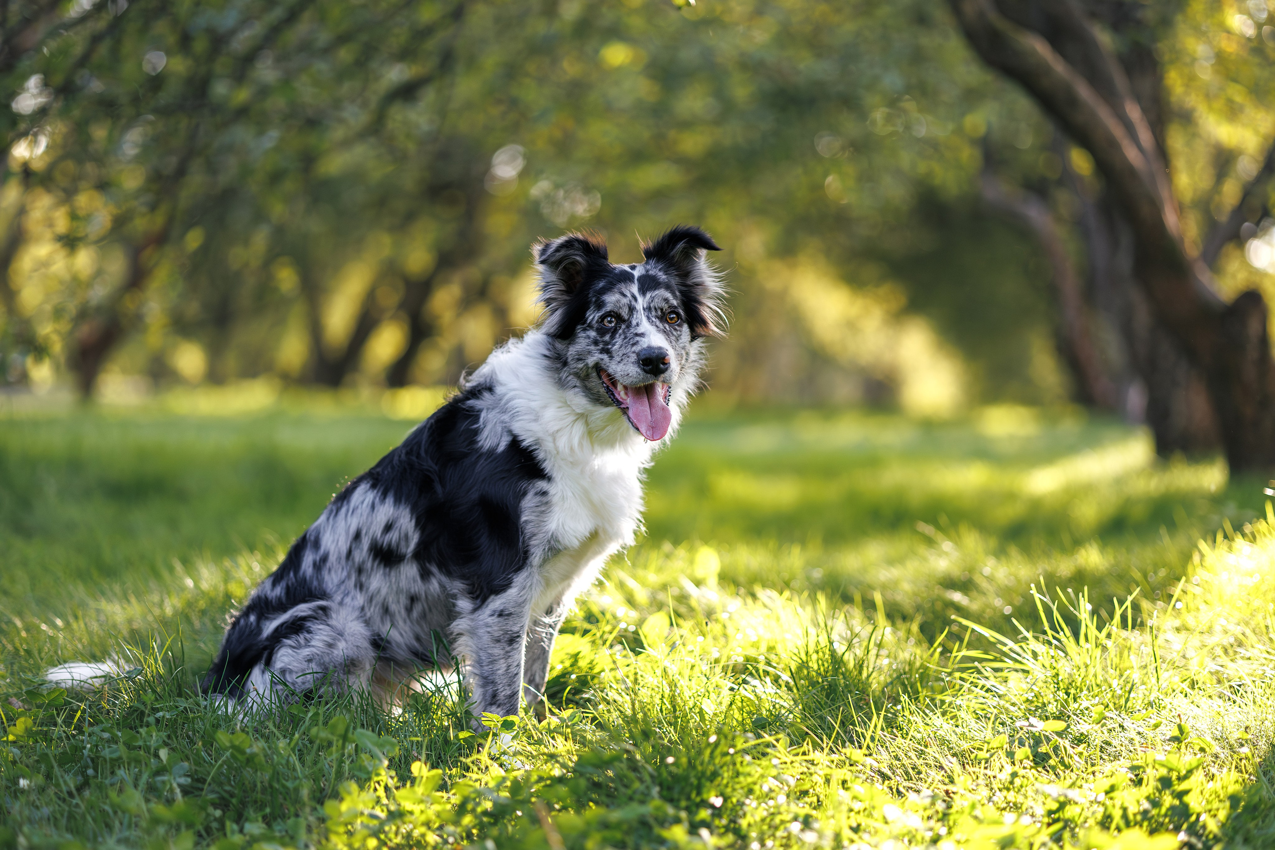Бордер Колли. Фотограф Анималист в Москве Анастасия Жучкова