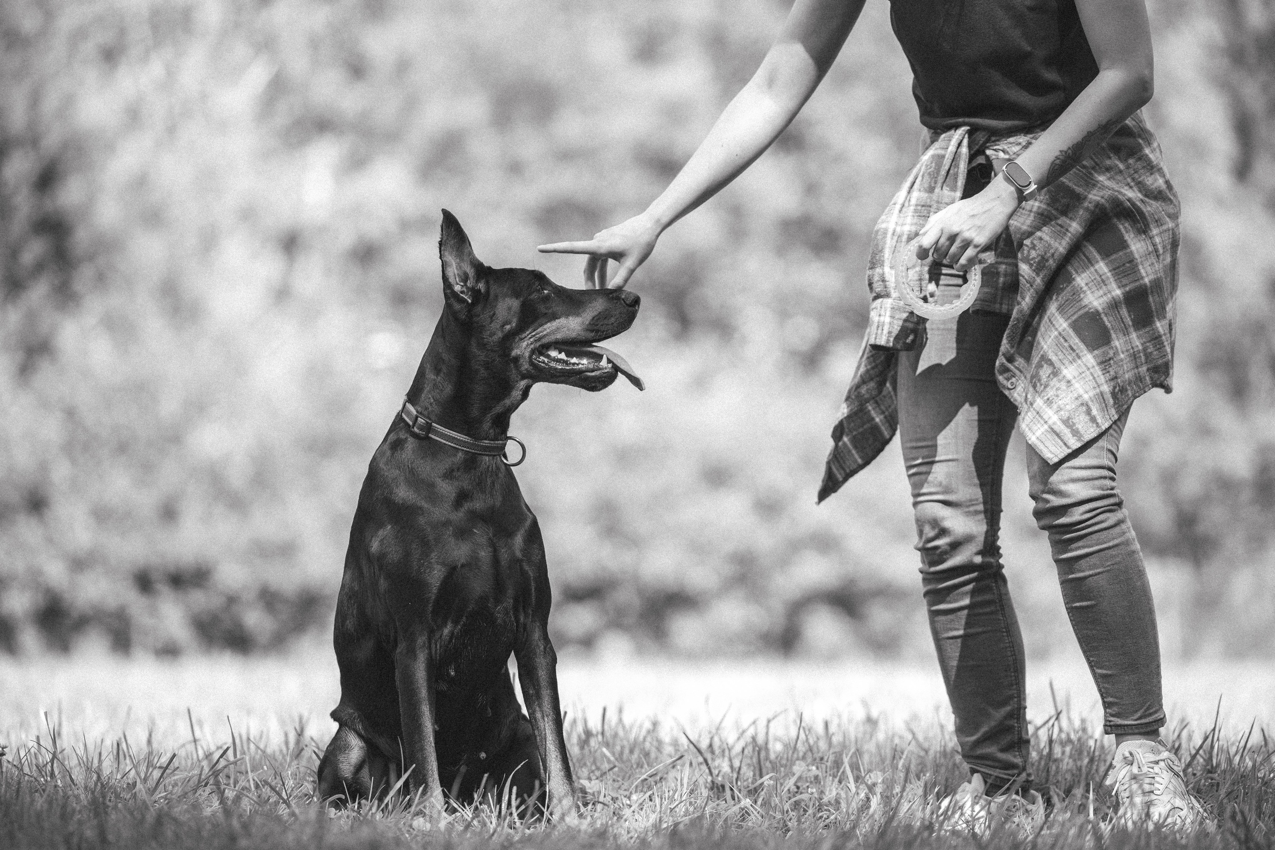 Доберман Айза. Фотограф Анималист в Москве Анастасия Жучкова