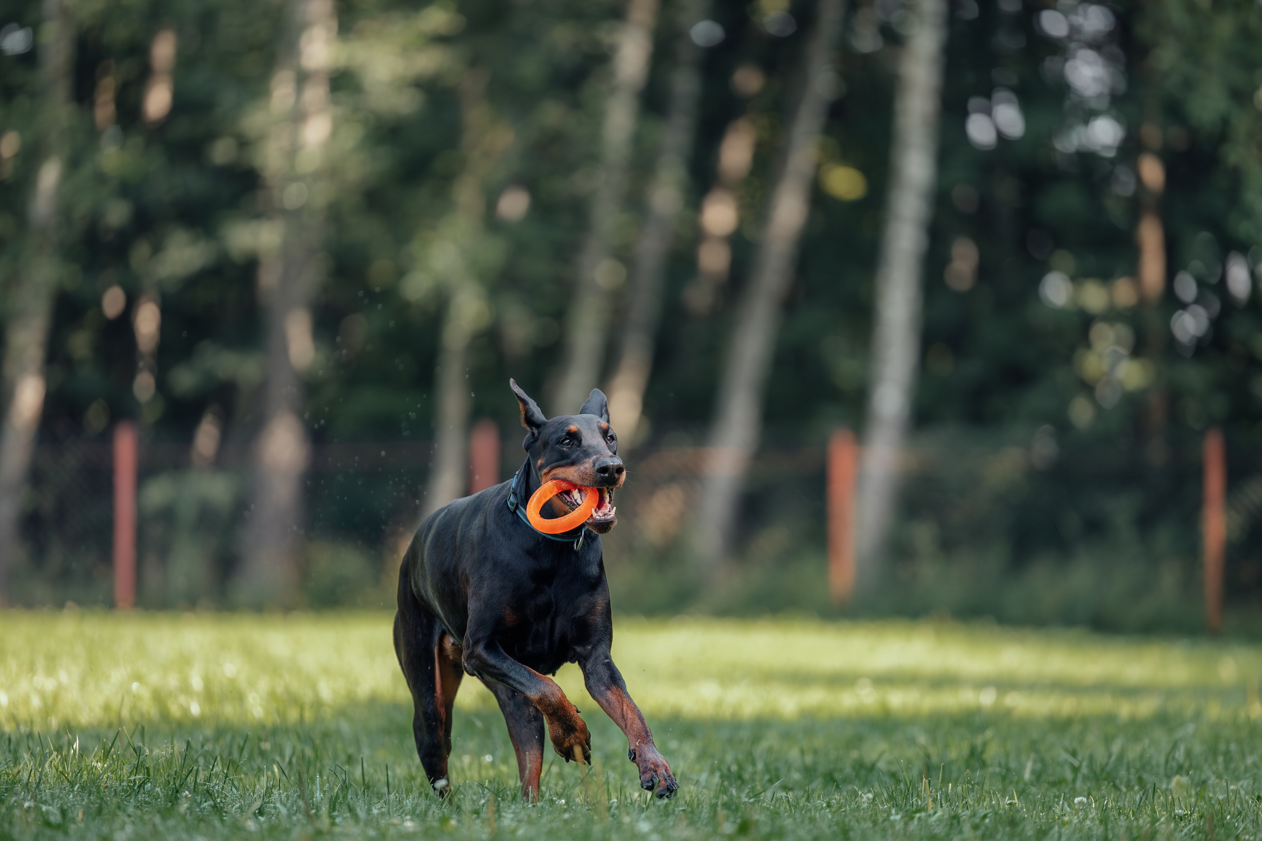 Доберман Айза. Фотограф Анималист в Москве Анастасия Жучкова