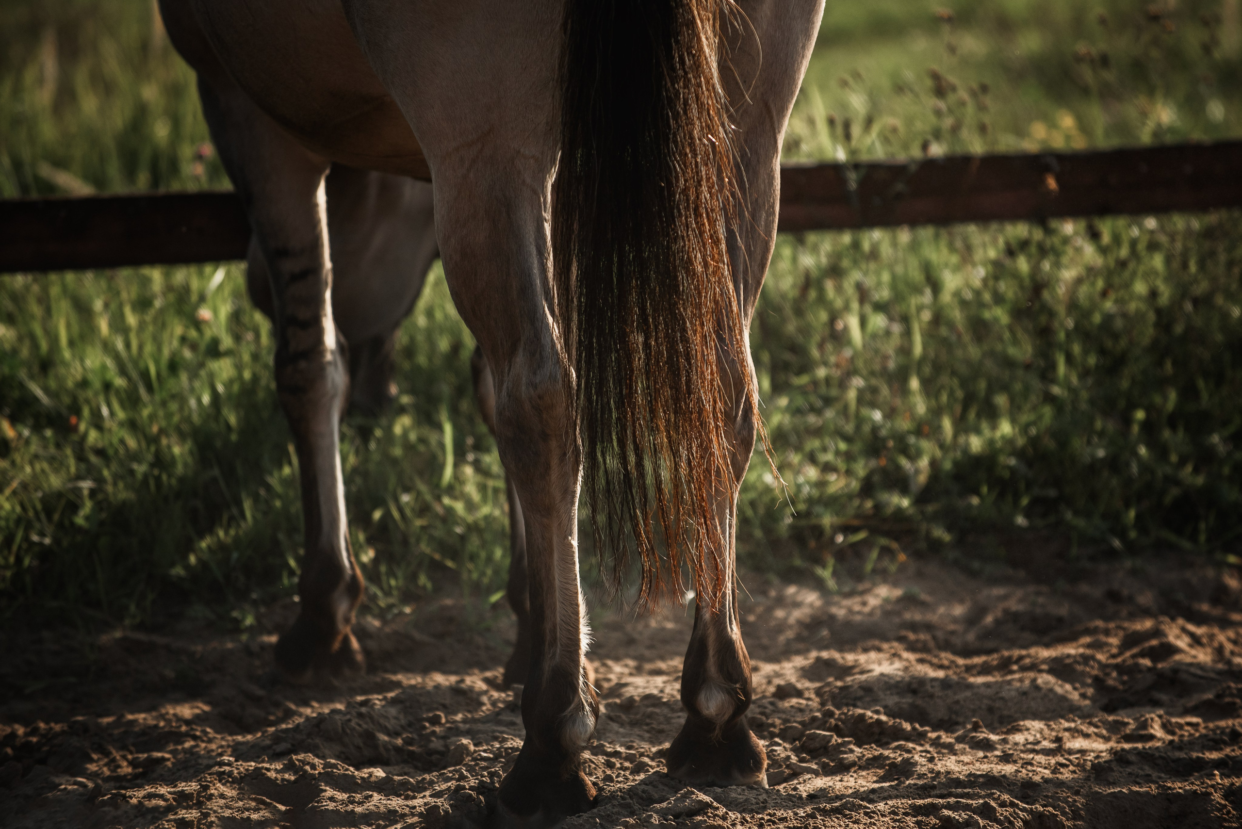 Катя SedlaMSK и Кася с Габи. Конный фотограф Куракина Дарья • Фотосессии с лошадьми