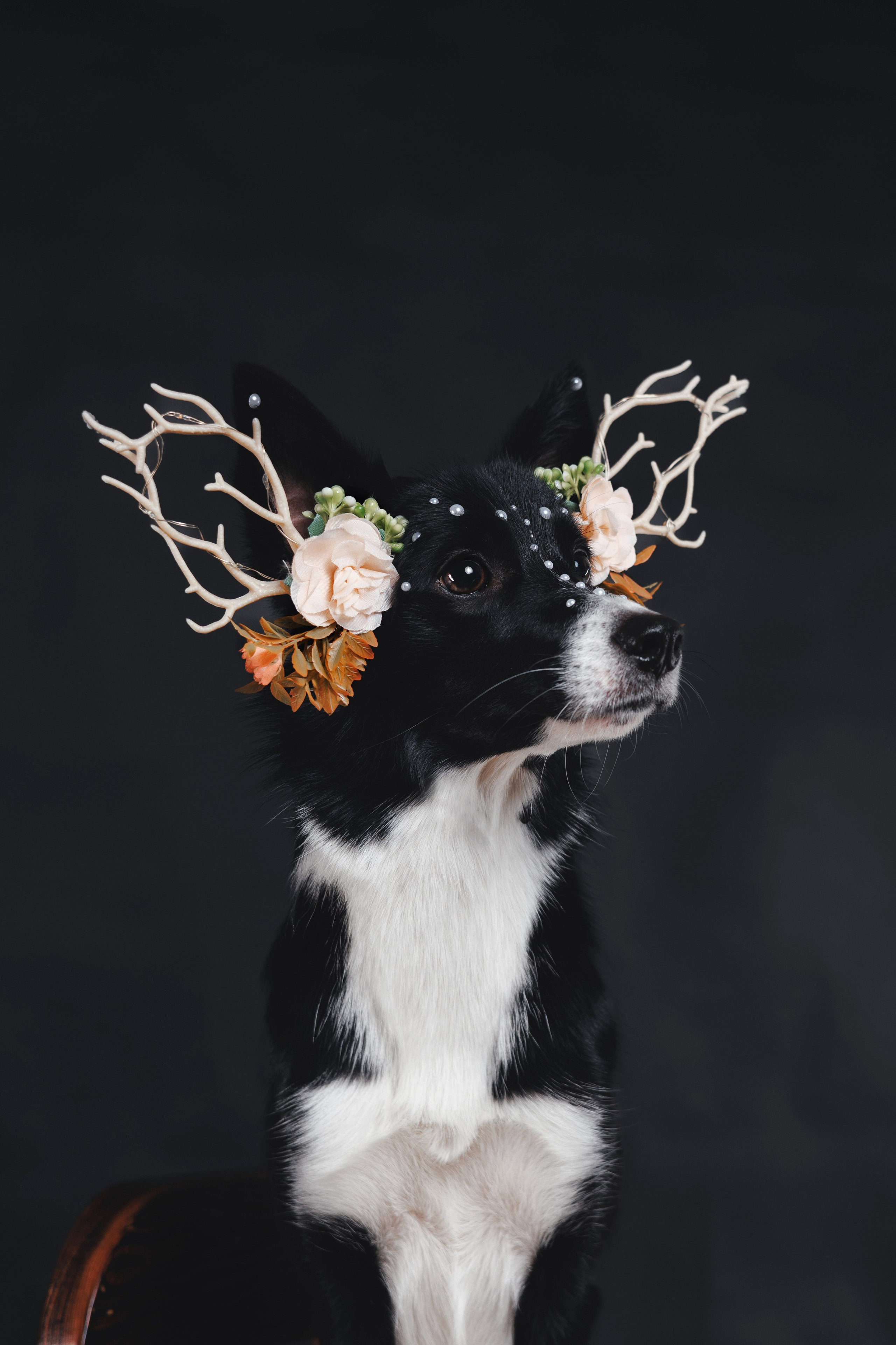 Рей в студии. Фотограф — анималист Владивосток, Алина