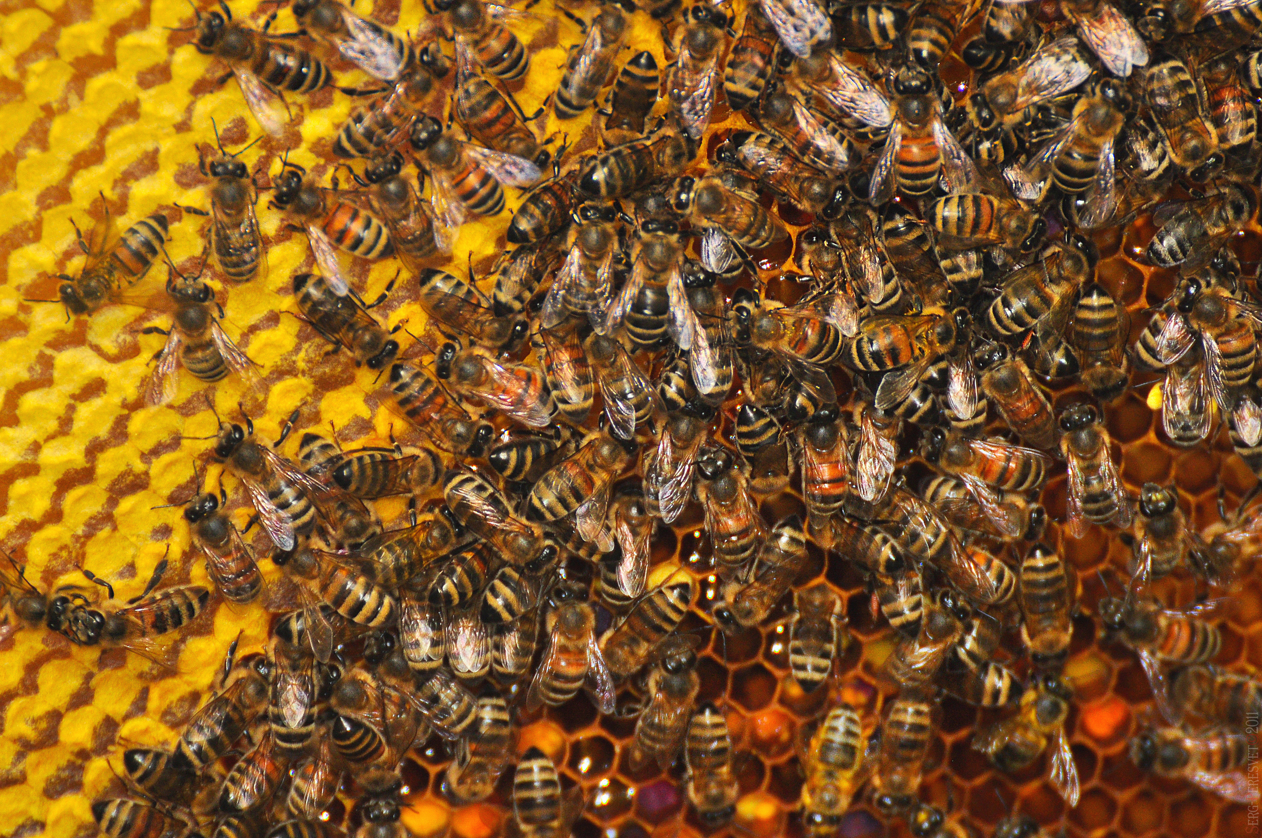 Фуд фотограф в Москве Сергей Пересвет, food съемка. Ваш фотограф на праздник в Москве, Раменском, Жуковском, Люберцах