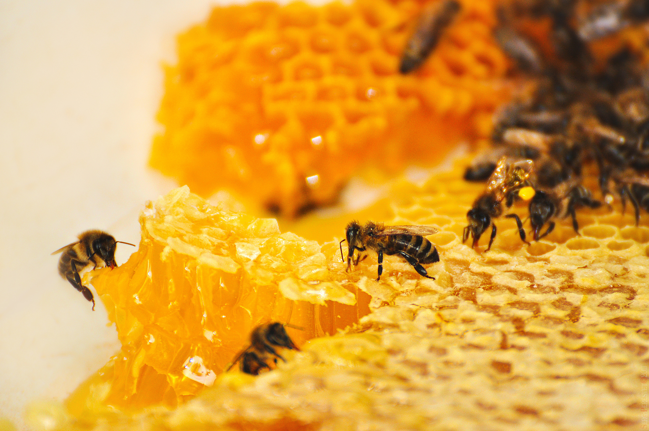 Фуд фотограф в Москве Сергей Пересвет, food съемка. Ваш фотограф на праздник в Москве, Раменском, Жуковском, Люберцах