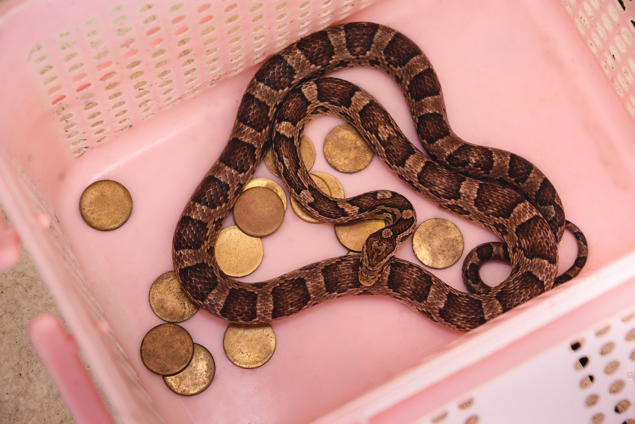 «Джуманджи» выездной квест, научное шоу, Москва, фотограф Пересвет. Ваш фотограф на праздник в Москве, Раменском, Жуковском, Люберцах