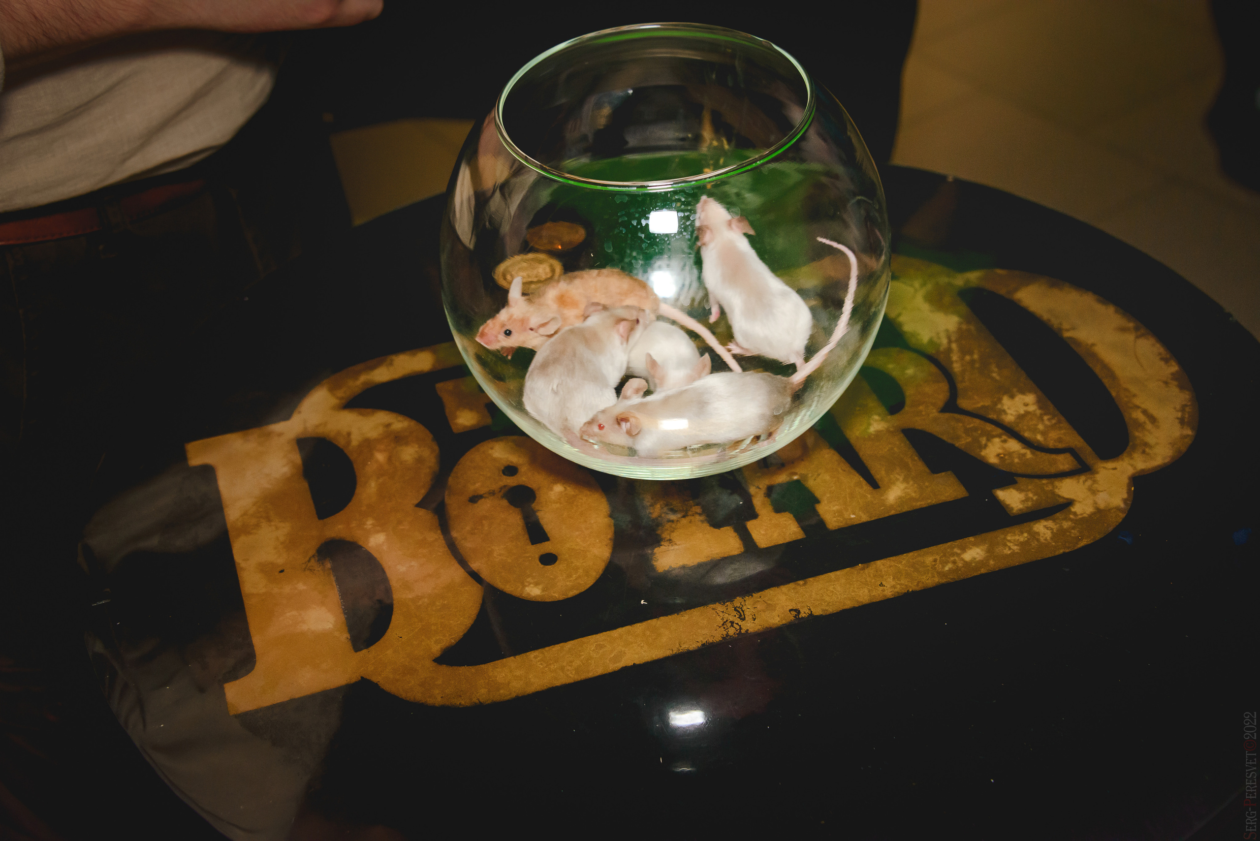 Корпоратив в «Форт Боярд», квест-комната, Железнодорожный. Ваш фотограф на праздник в Москве, Раменском, Жуковском, Люберцах