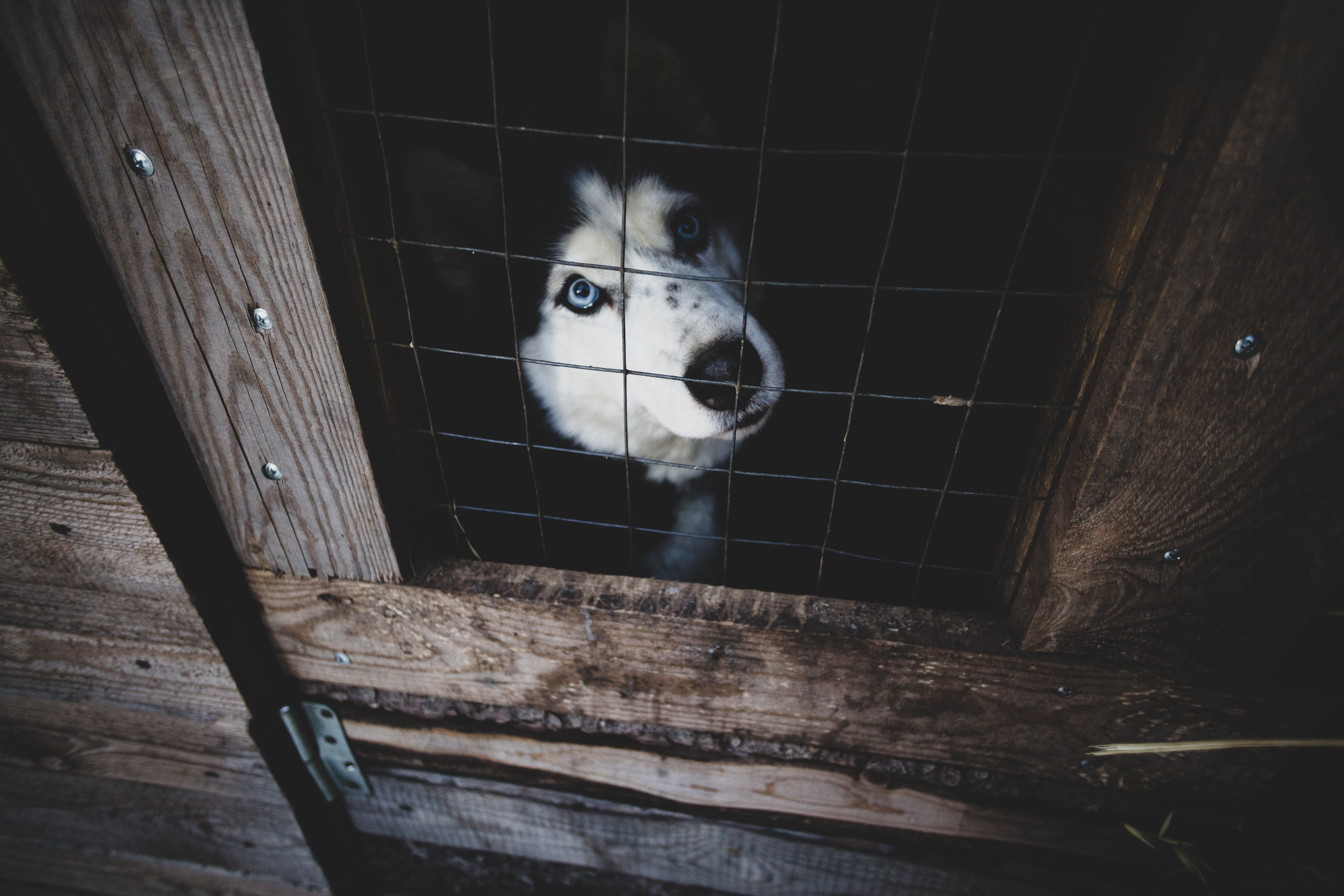 Фонд помощи: Husky_help_21. Фотография