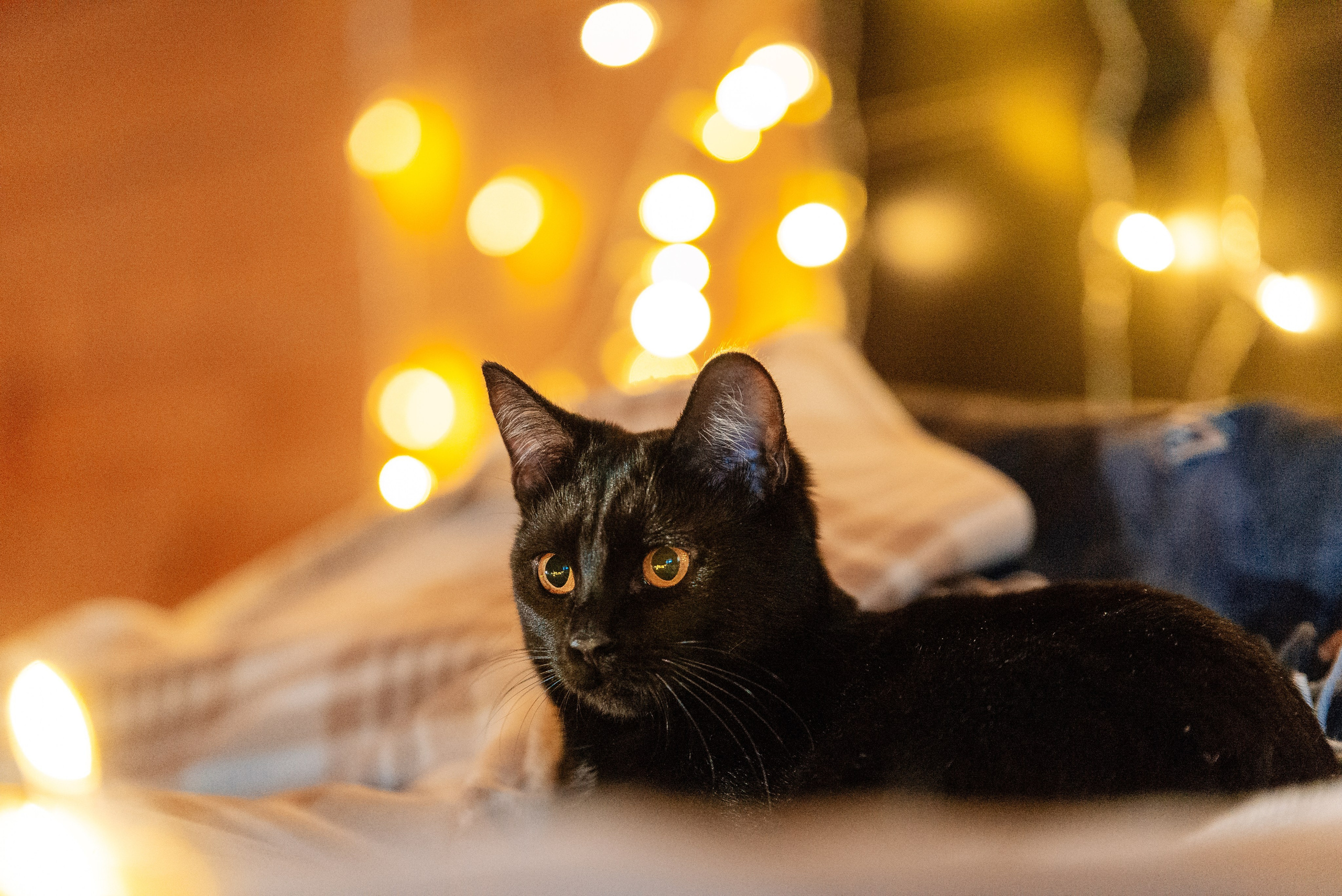 Питомец в кадре. Фотограф-анималист Анастасия Парфенова|Екатеринбург