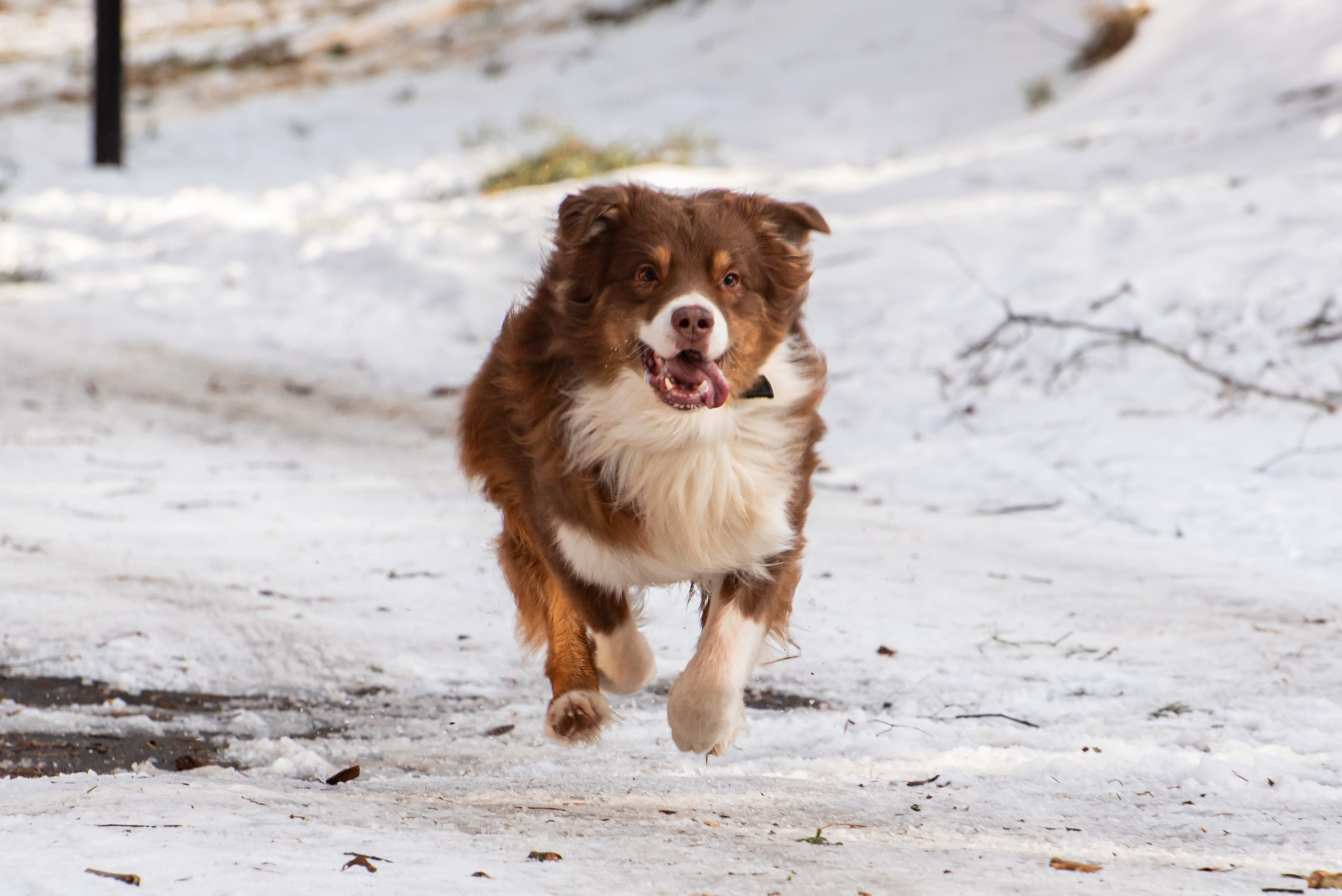 Фотосъёмка с собаками в Кинологическом лагере. Фотограф Макс Огурцов в Нижнем Новгороде