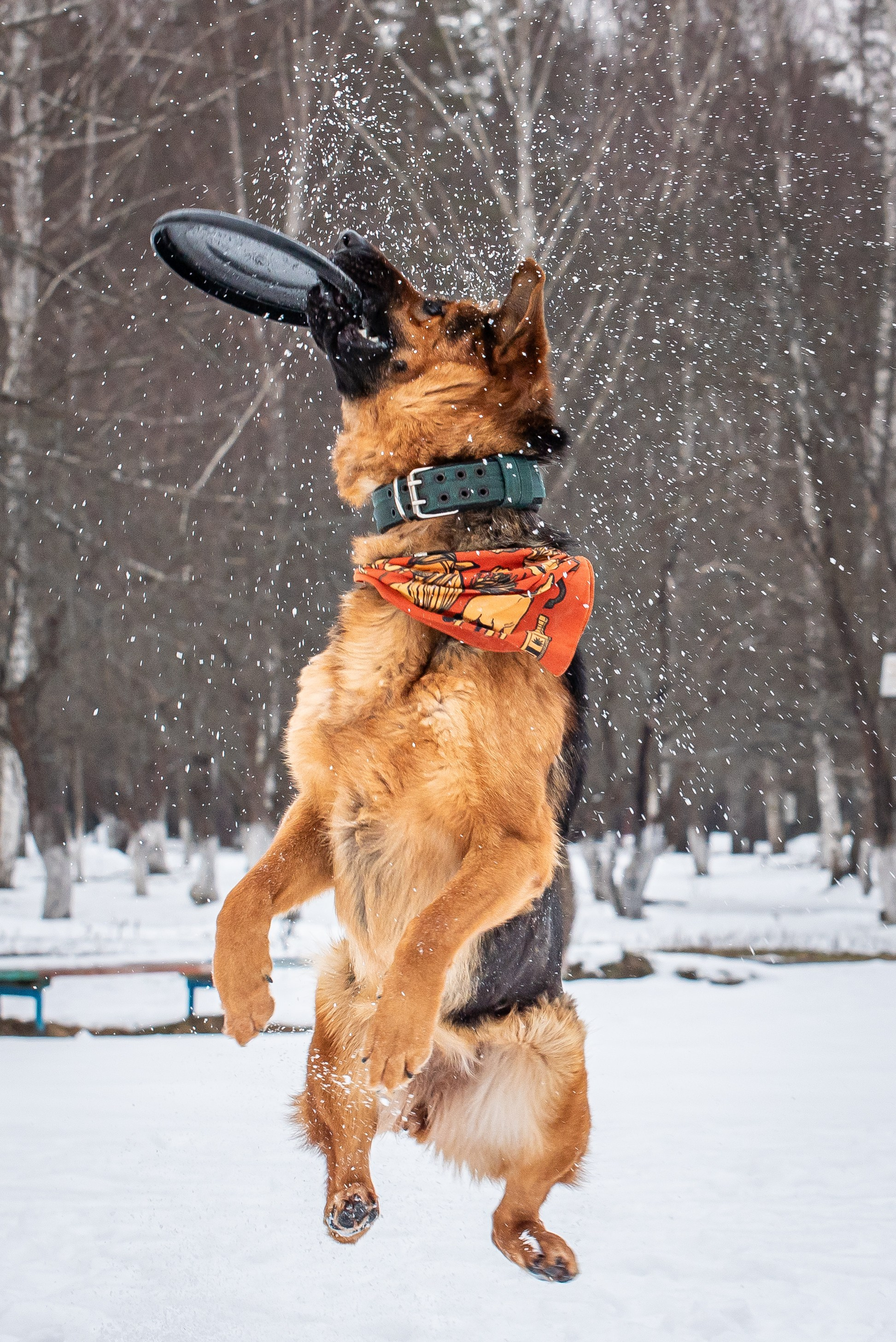 Фотосъёмка с собаками в Кинологическом лагере. Фотограф Макс Огурцов в Нижнем Новгороде
