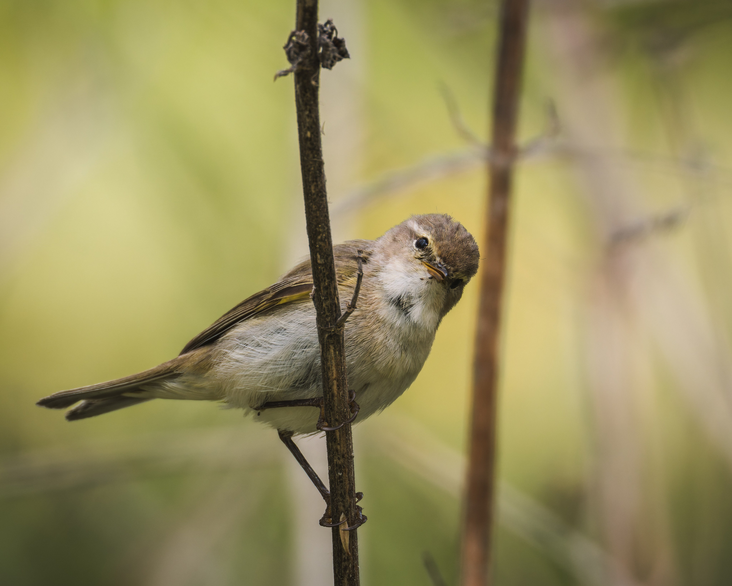 Lipetsk 2025. Anton Chernov | Wildlife photographer