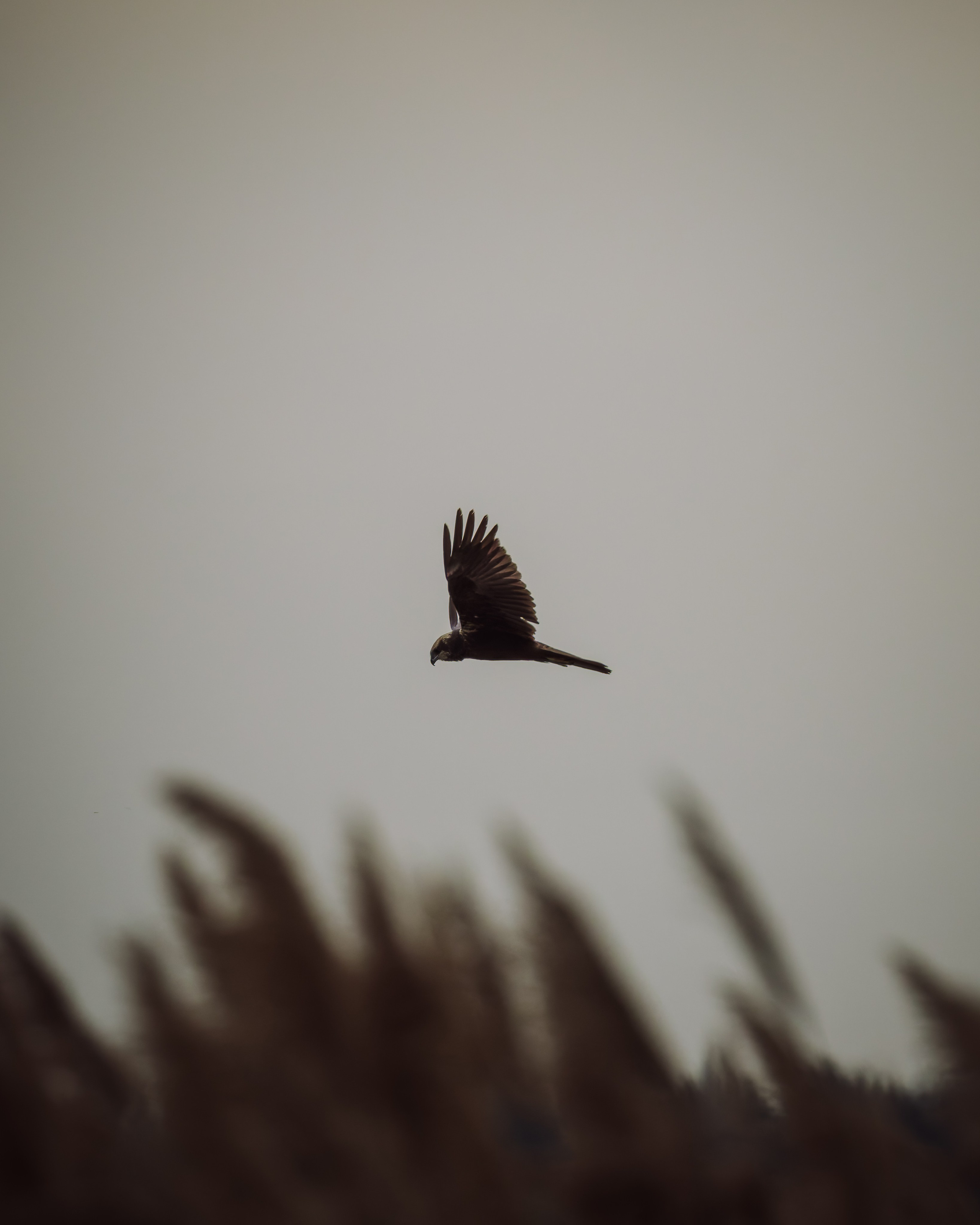 Lipetsk 2025. Anton Chernov | Wildlife photographer