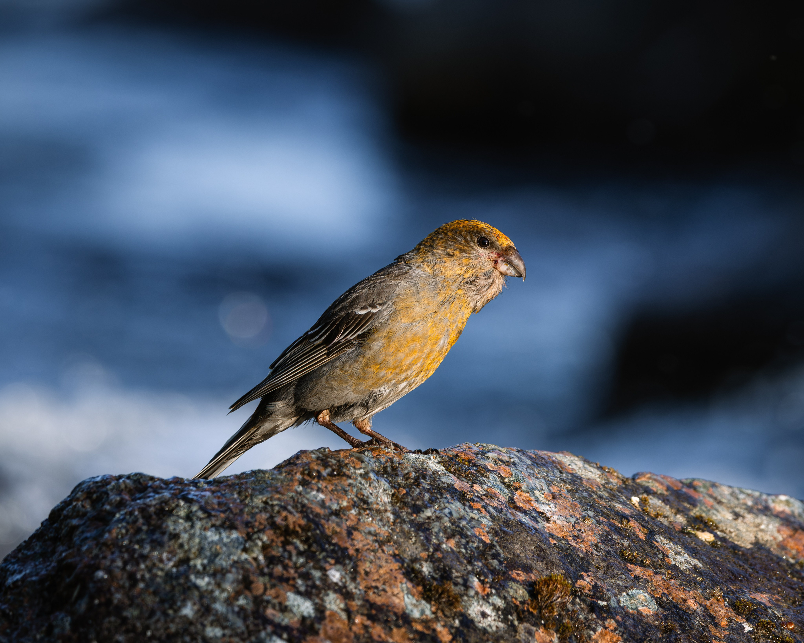 Khibinu 2025. Anton Chernov | Wildlife photographer