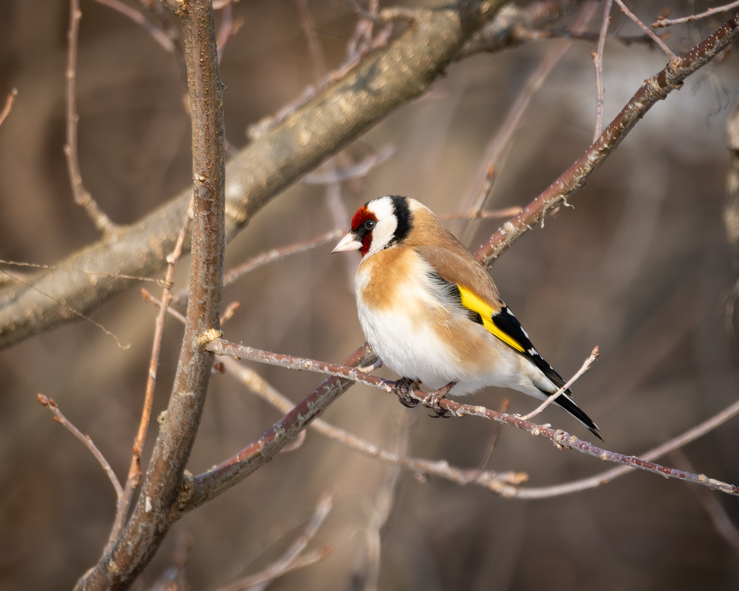 Voronezh 2025. Anton Chernov | Wildlife photographer