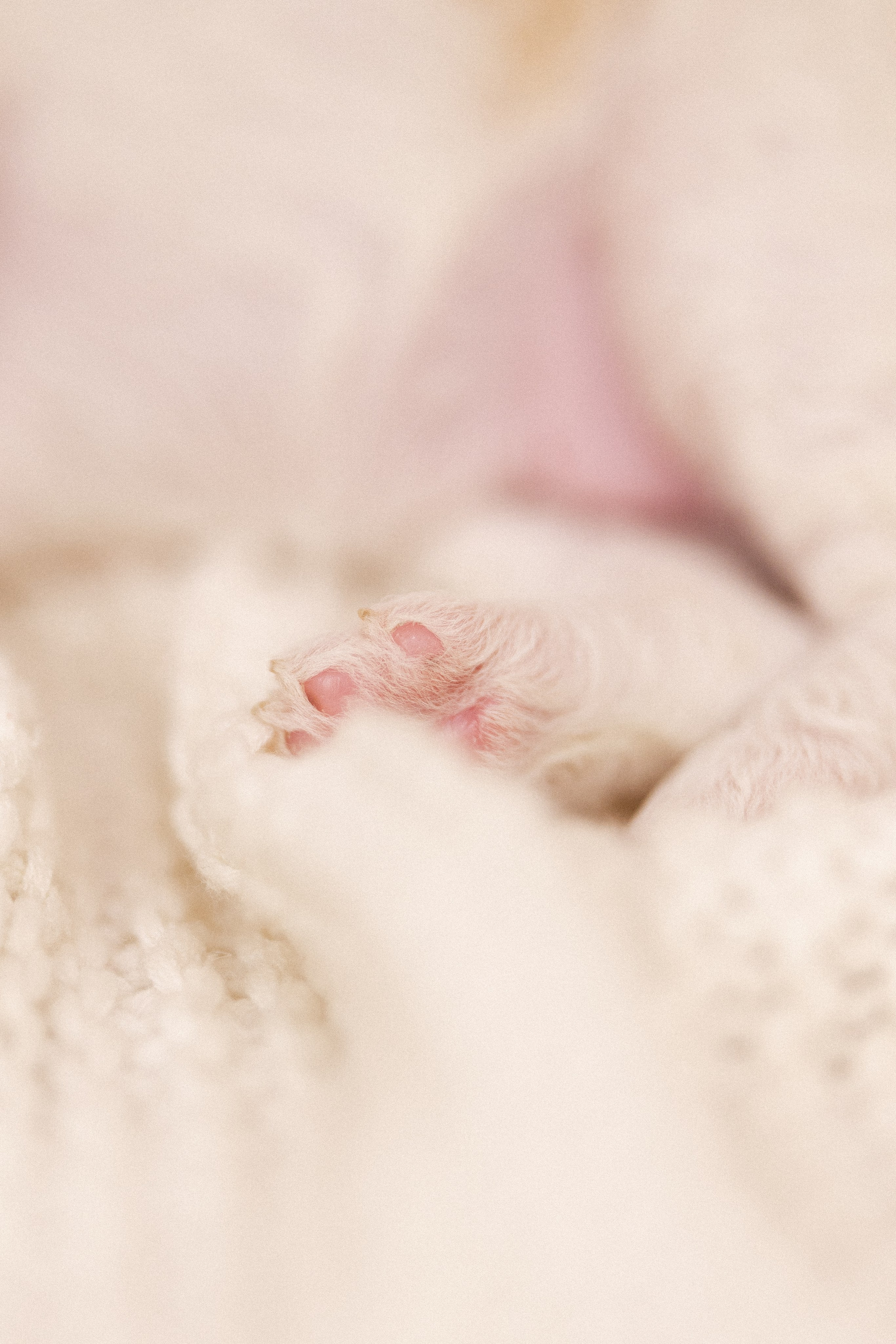 Лаготто Романьоло. Фотограф и видеограф анималист Аганина Дарья