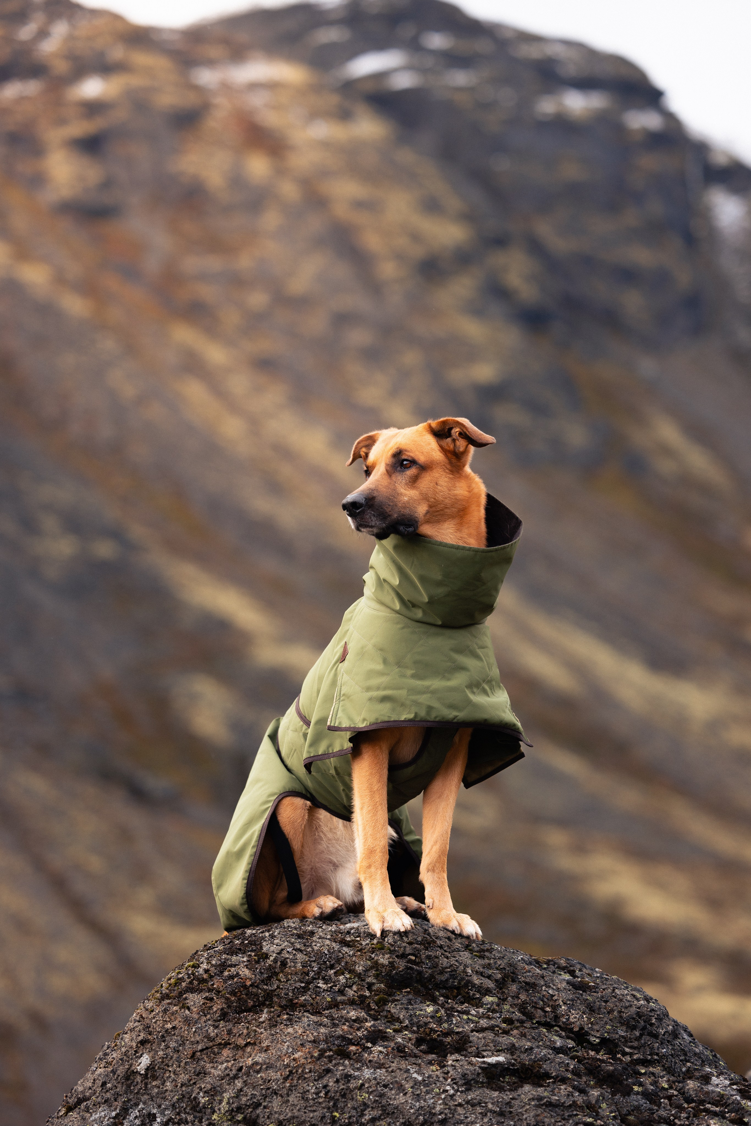 Кольский. Фотограф и видеограф анималист Аганина Дарья