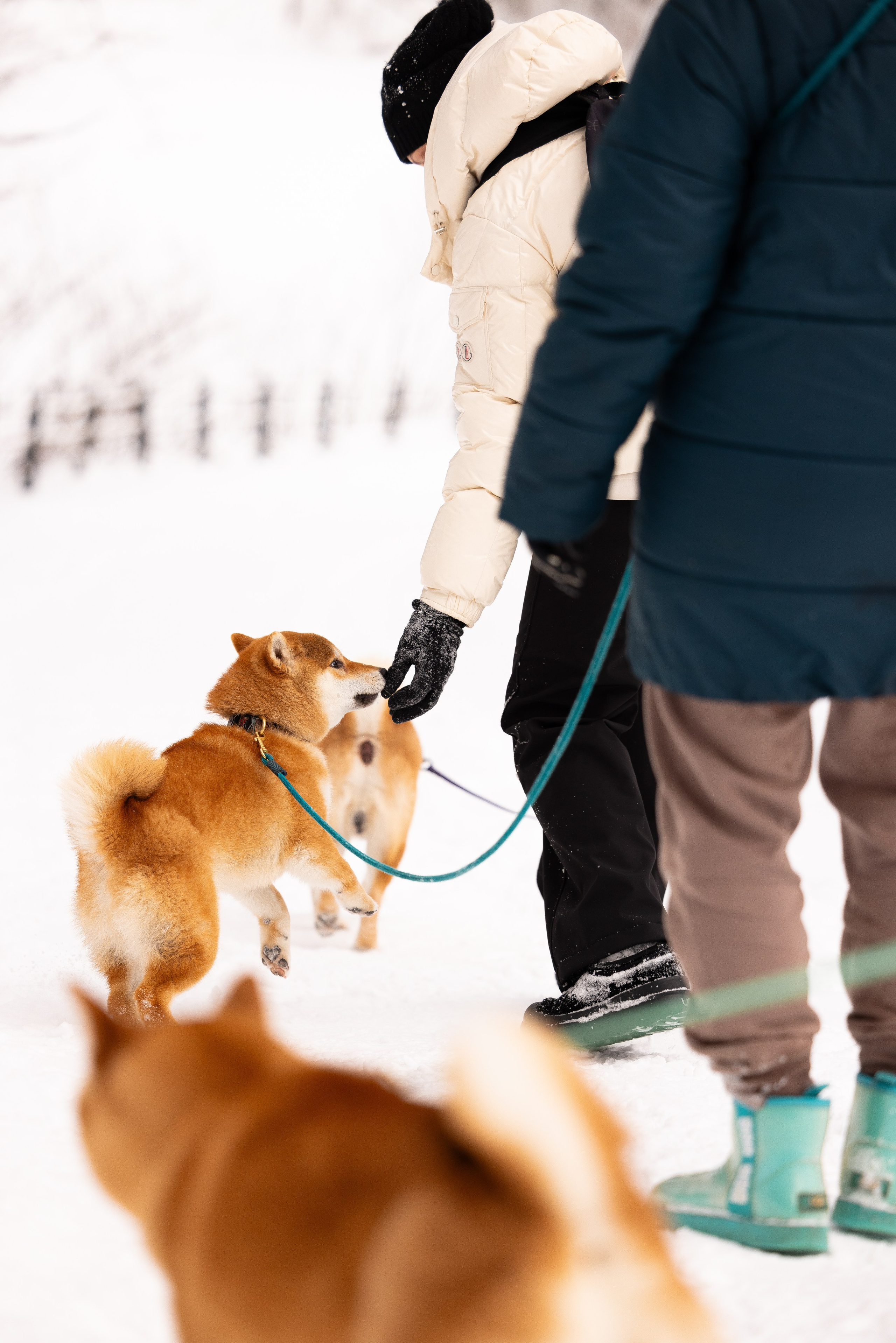 Юми, Серж и Тоши. Фотограф и видеограф анималист Аганина Дарья