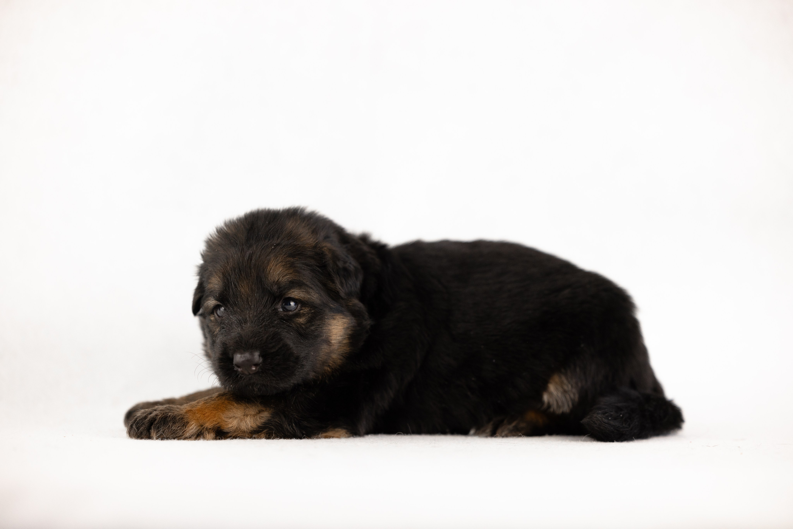 Немецкая овчарка. Фотограф и видеограф анималист Аганина Дарья