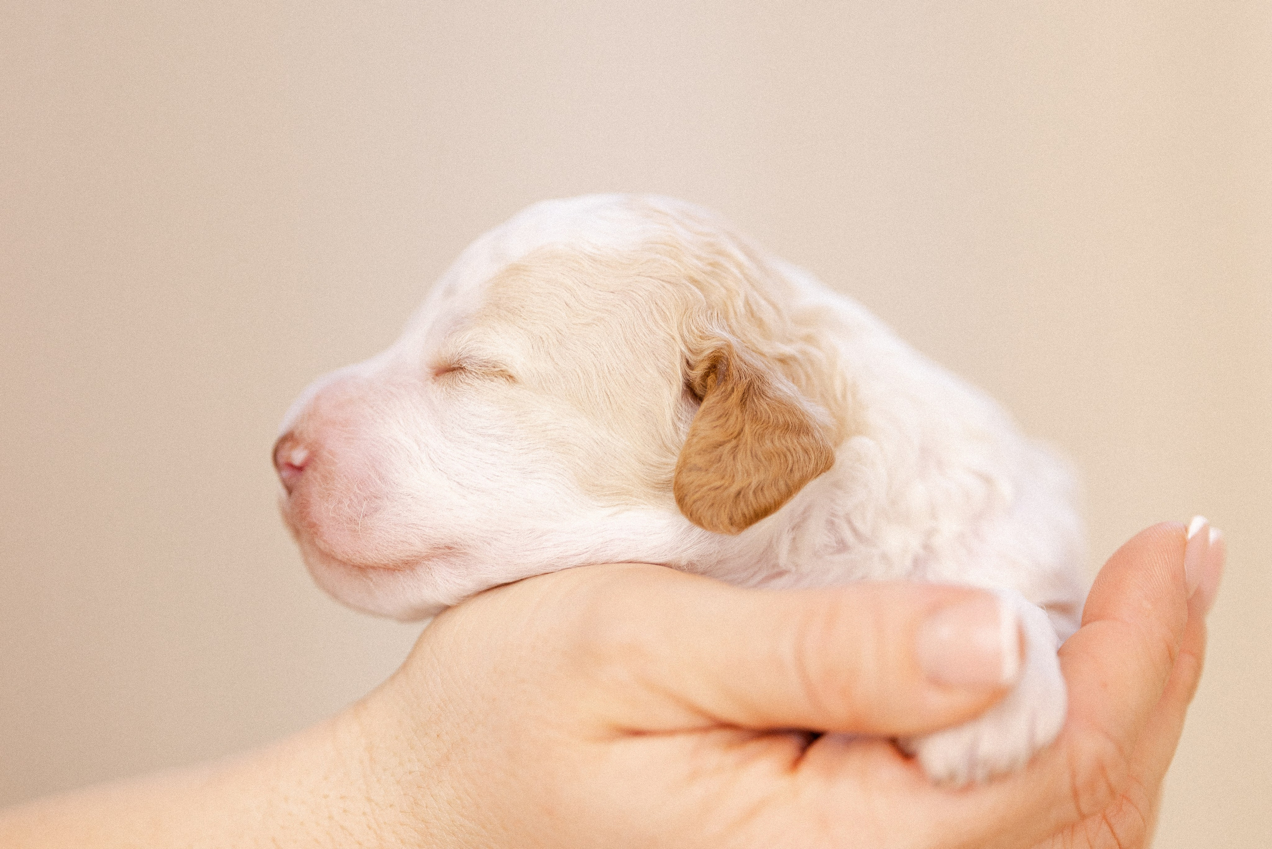 Лаготто Романьоло. Фотограф и видеограф анималист Аганина Дарья