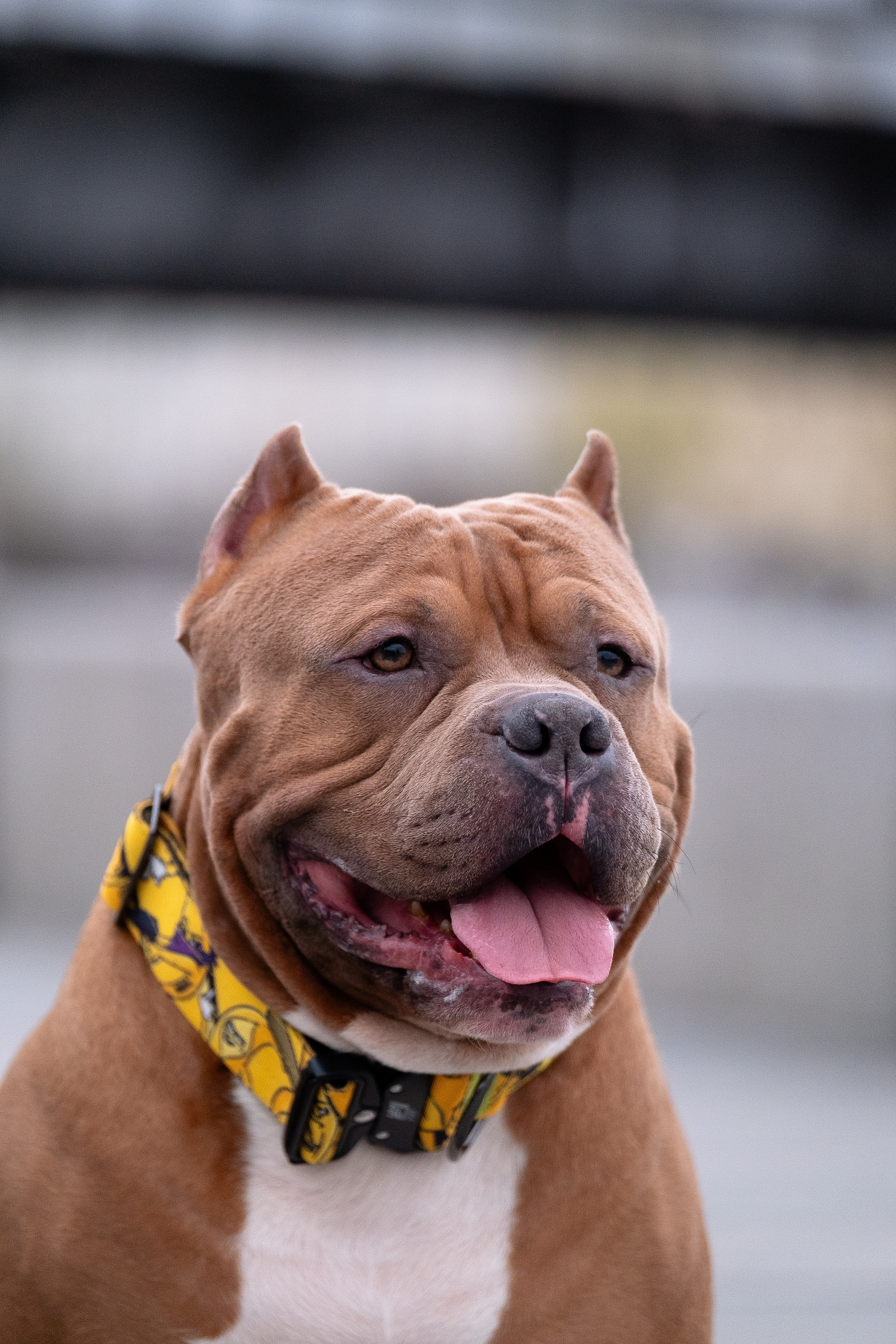 Спай и его семья. Фотограф и видеограф анималист Аганина Дарья