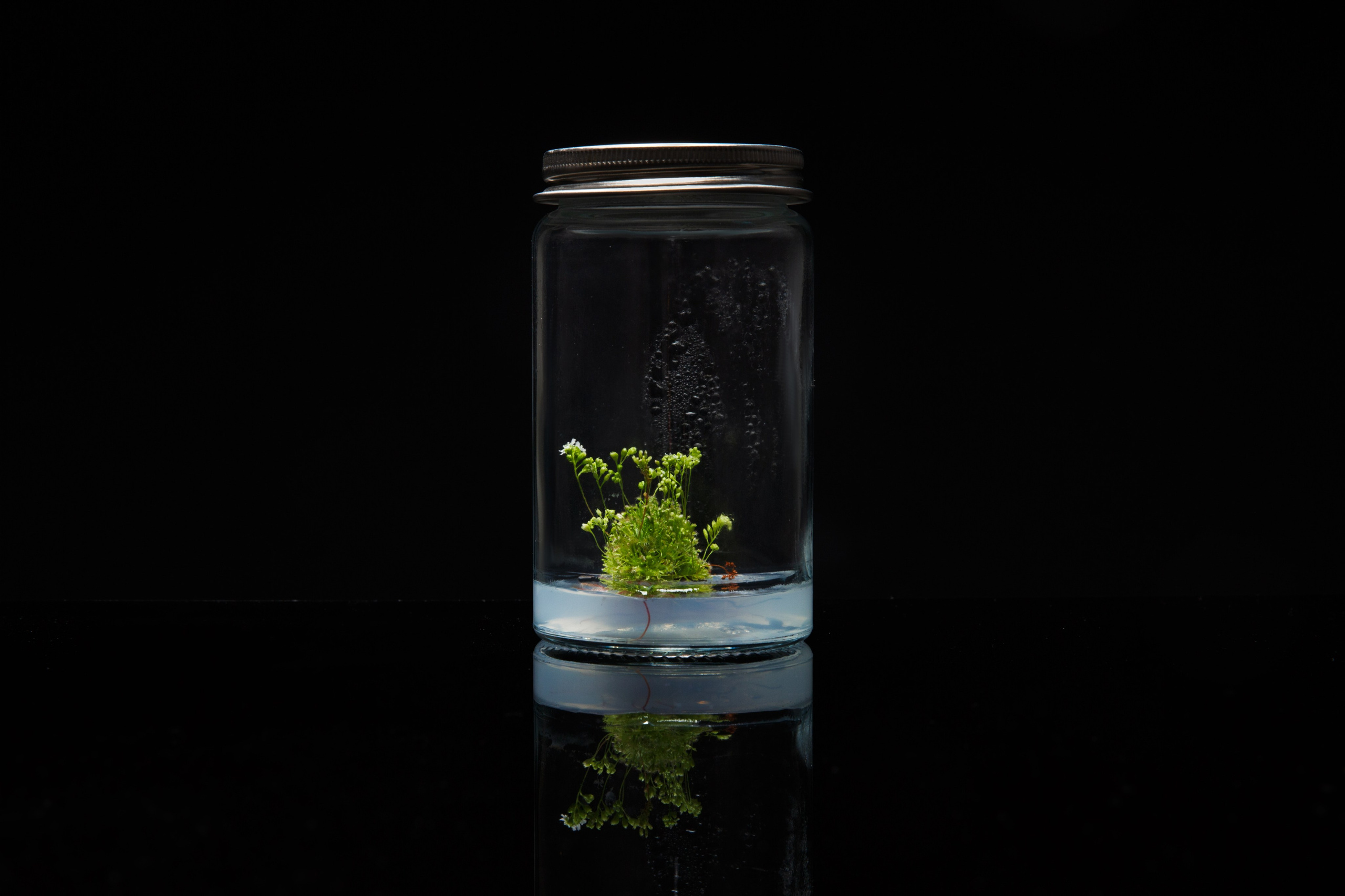 Alzymologist Oy. Elena Yavorskaya Photography