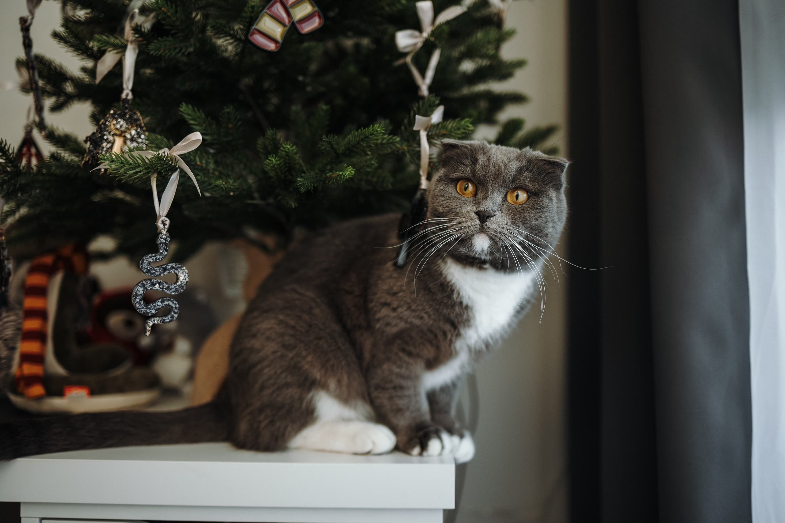 Таня и ее семья. Фотограф — Анималист | Санкт-Петербург