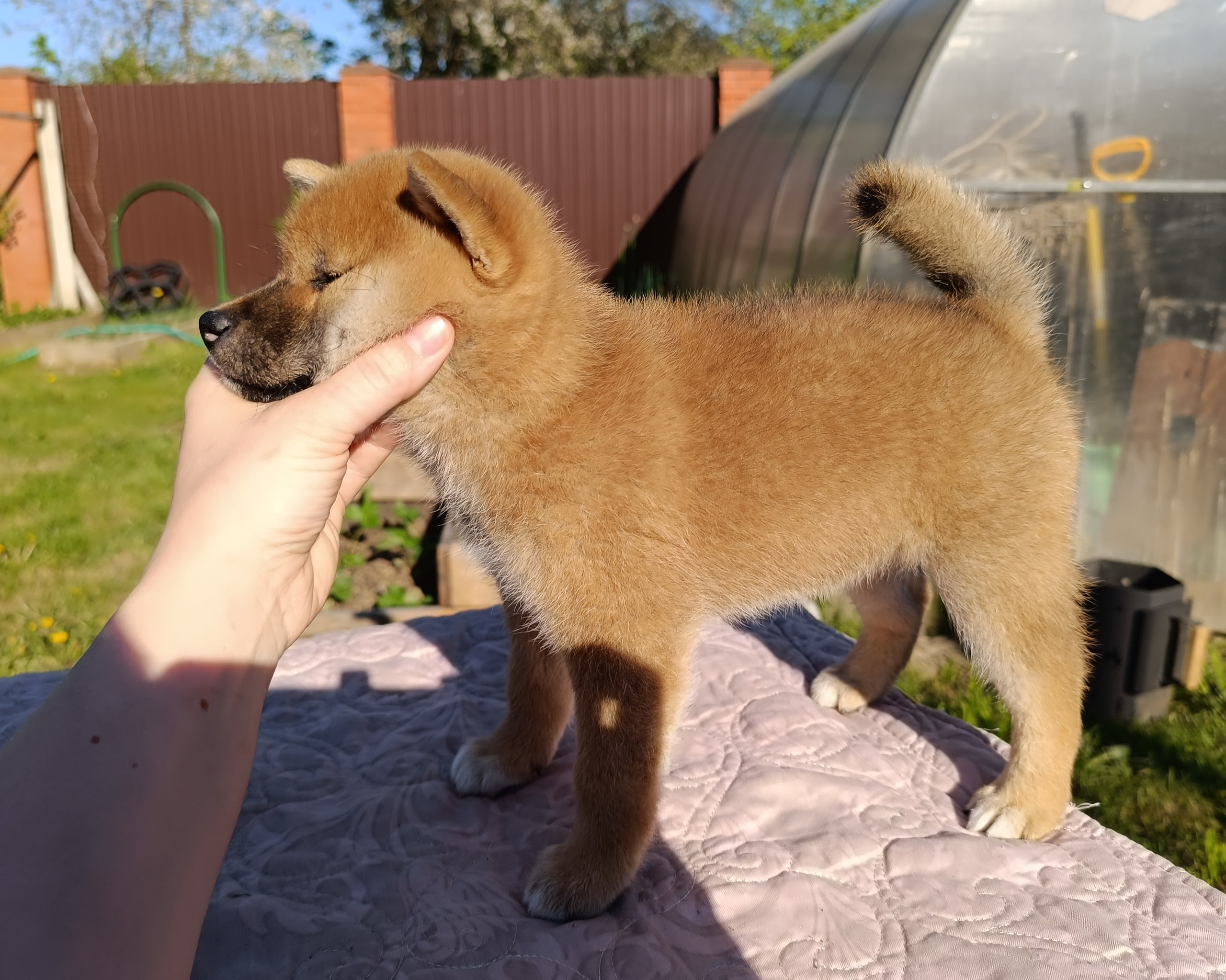 сиба питомник Рубилайт щенки на продажу rubylight  сиба щенки купить СПб Санкт-Петербург