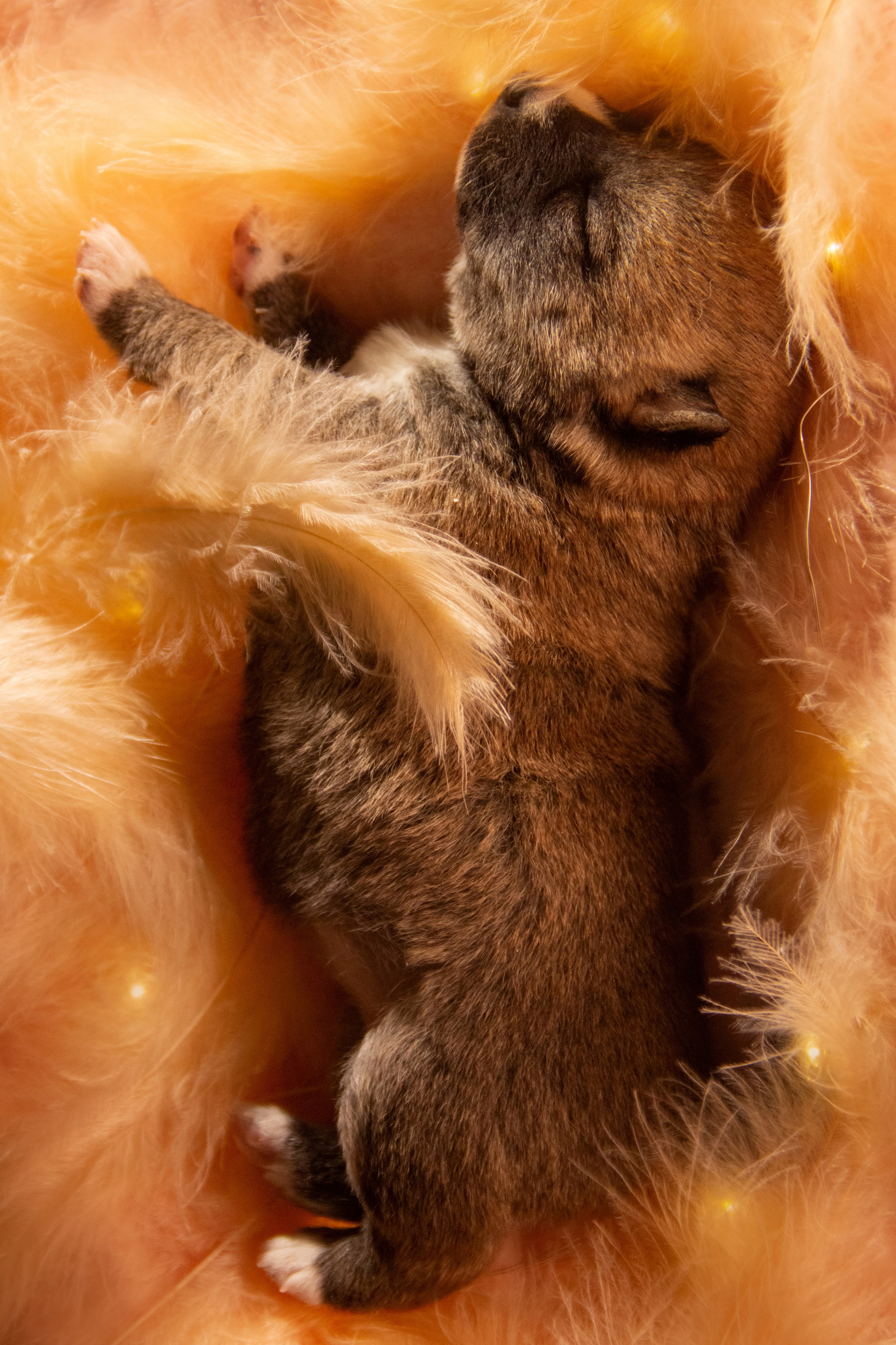 Щенки. Фотограф — анималист в Москве и области Ольга Петракова