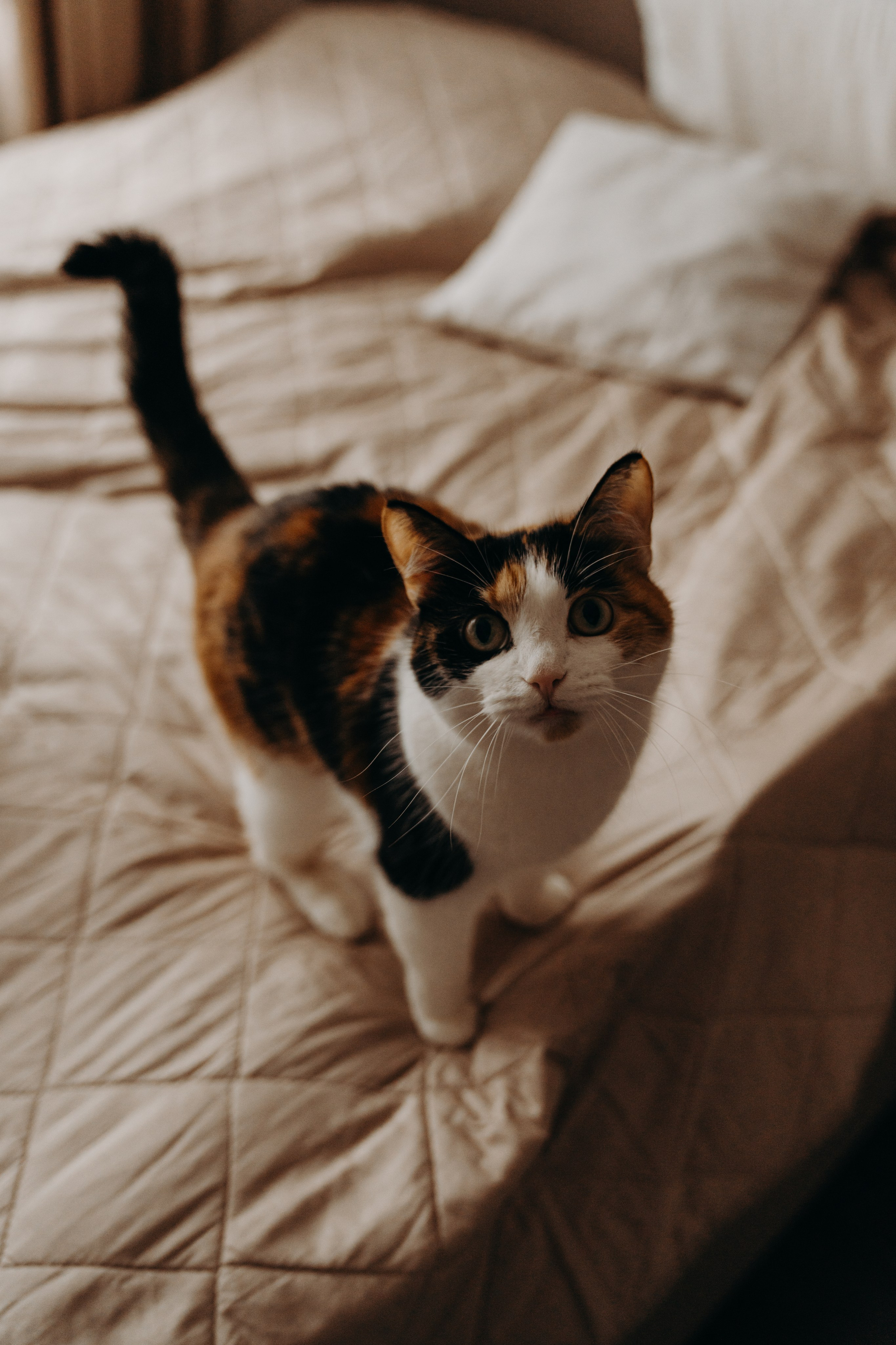 Дом там, где семья. Фотограф Алена Нормальная в Санкт-Петербурге