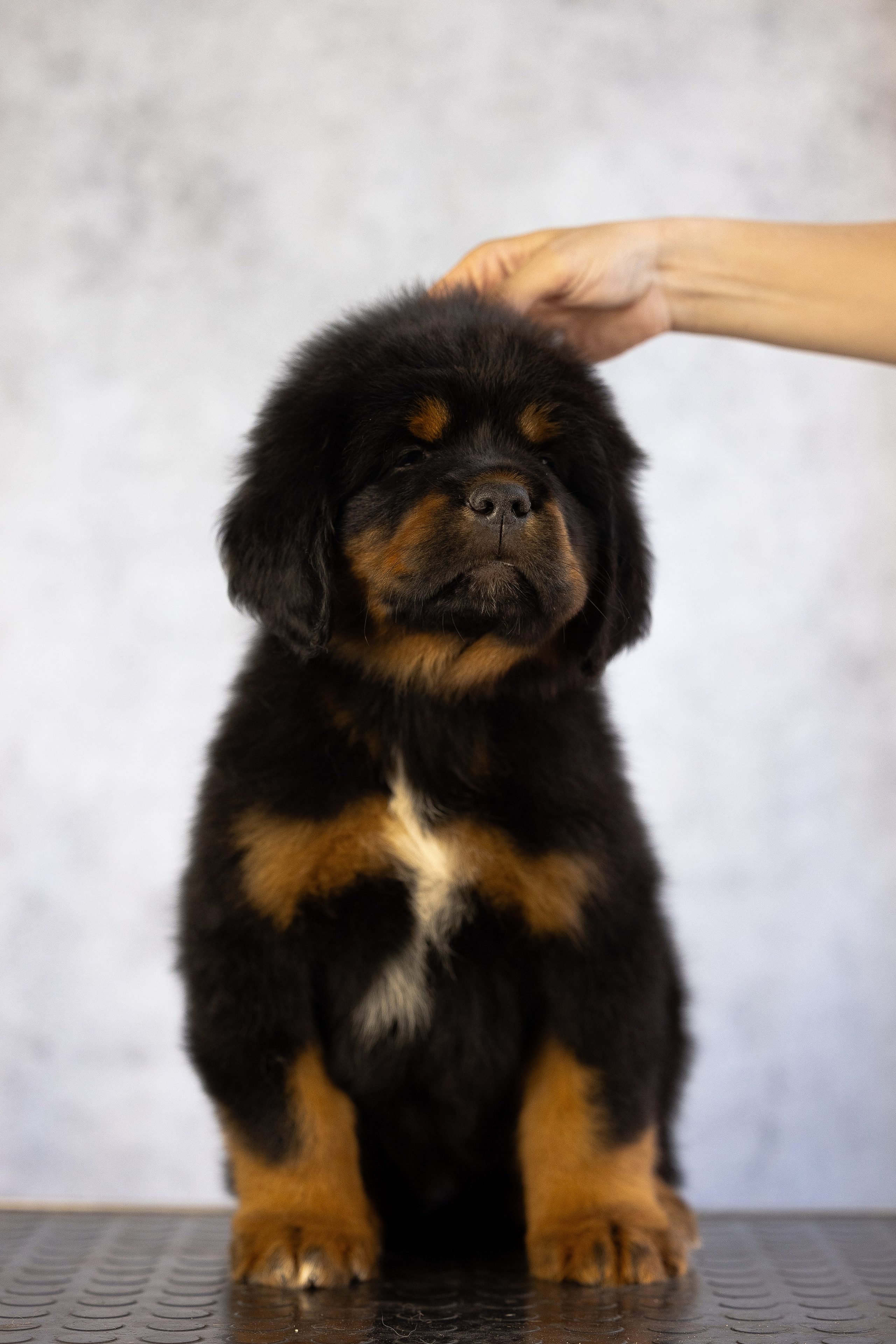 Тибетский мастиф. Фотограф и видеограф анималист Аганина Дарья