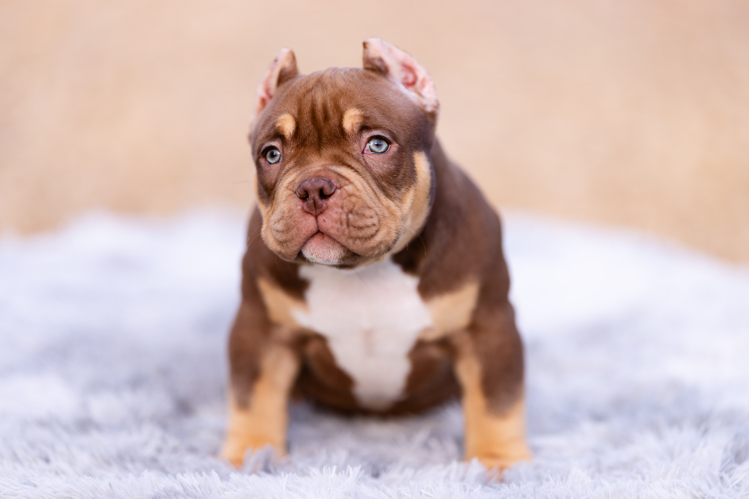 Булли. Фотограф и видеограф анималист Аганина Дарья