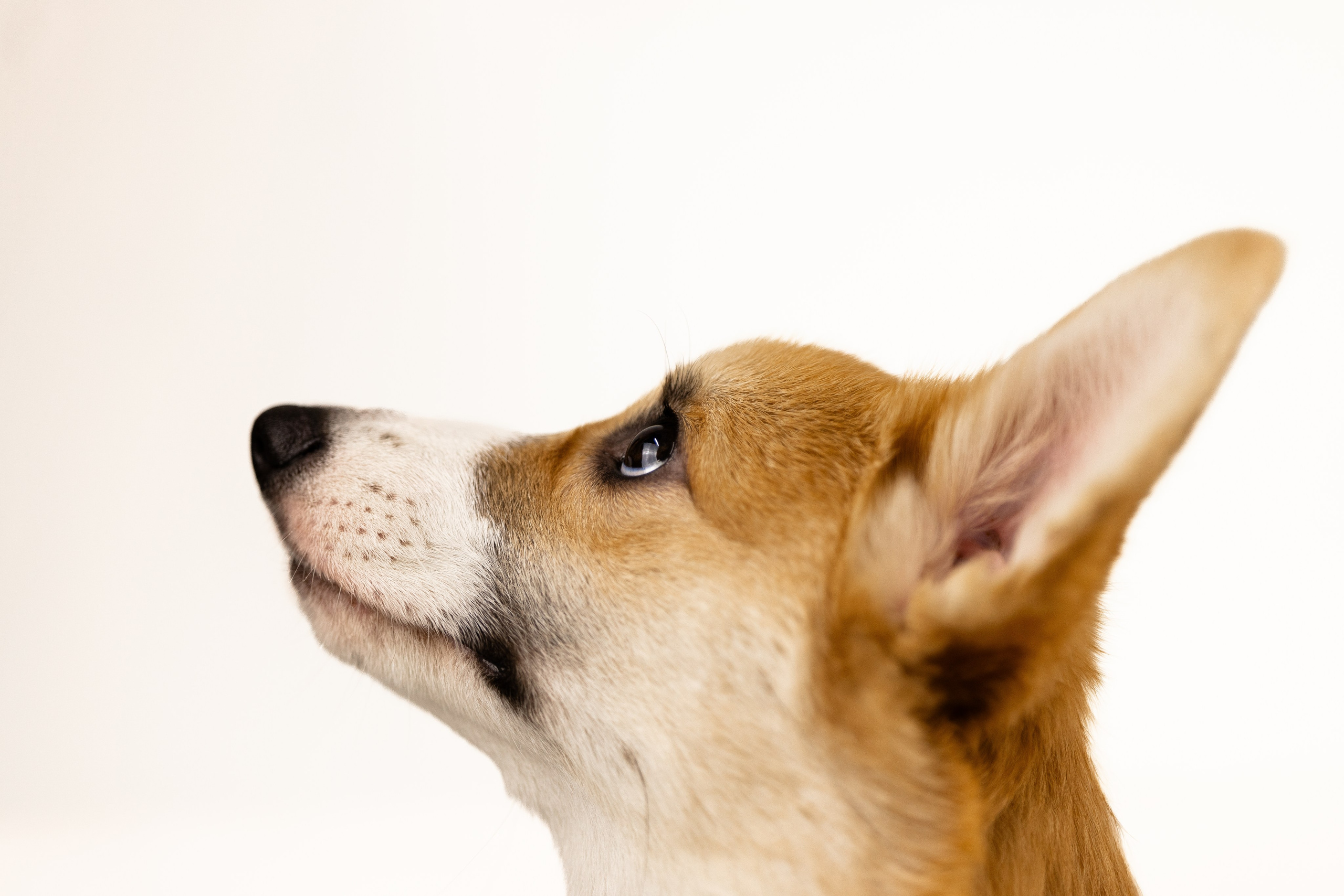 Корги. Фотограф и видеограф анималист Аганина Дарья