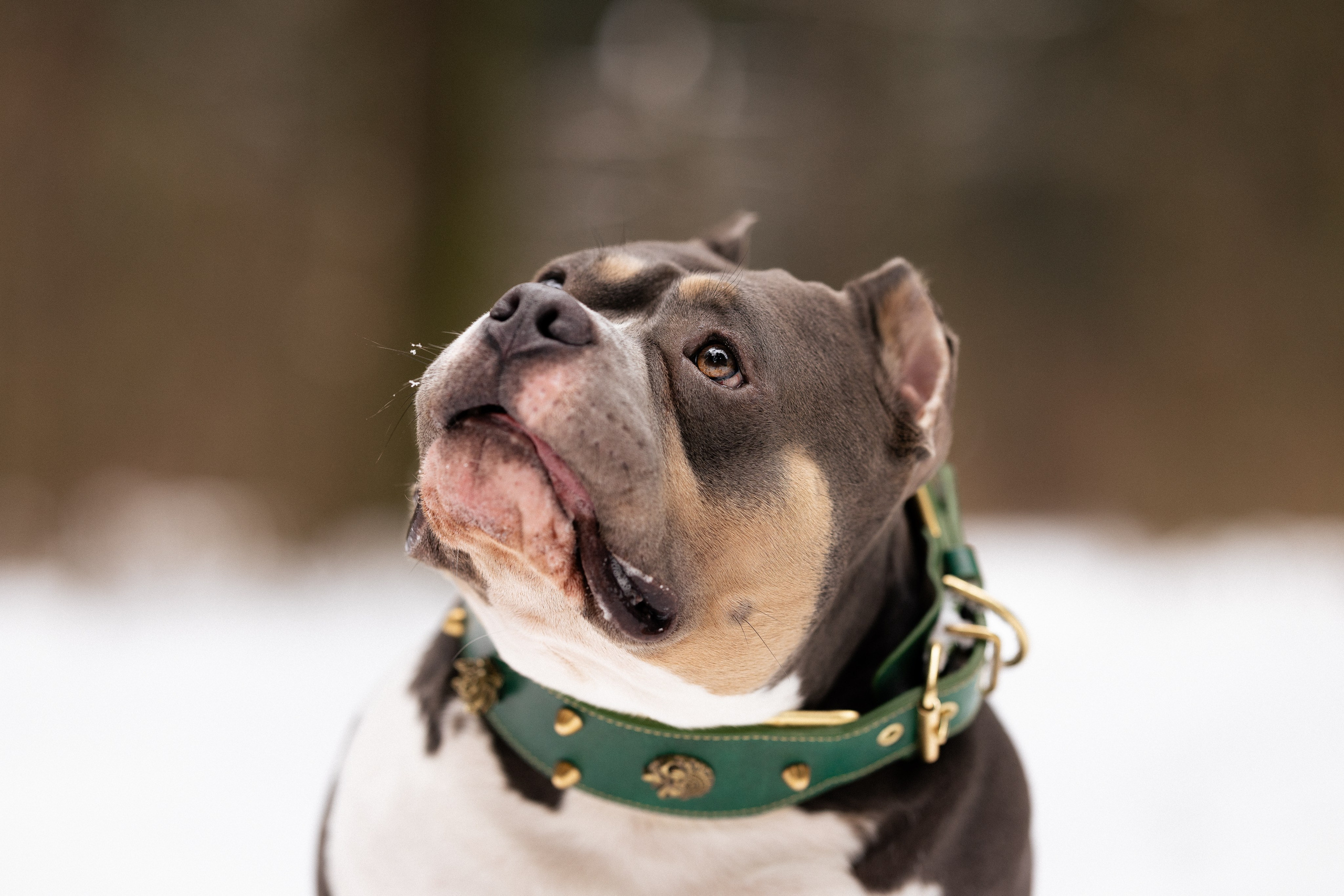 Лера и Наган. Фотограф и видеограф анималист Аганина Дарья