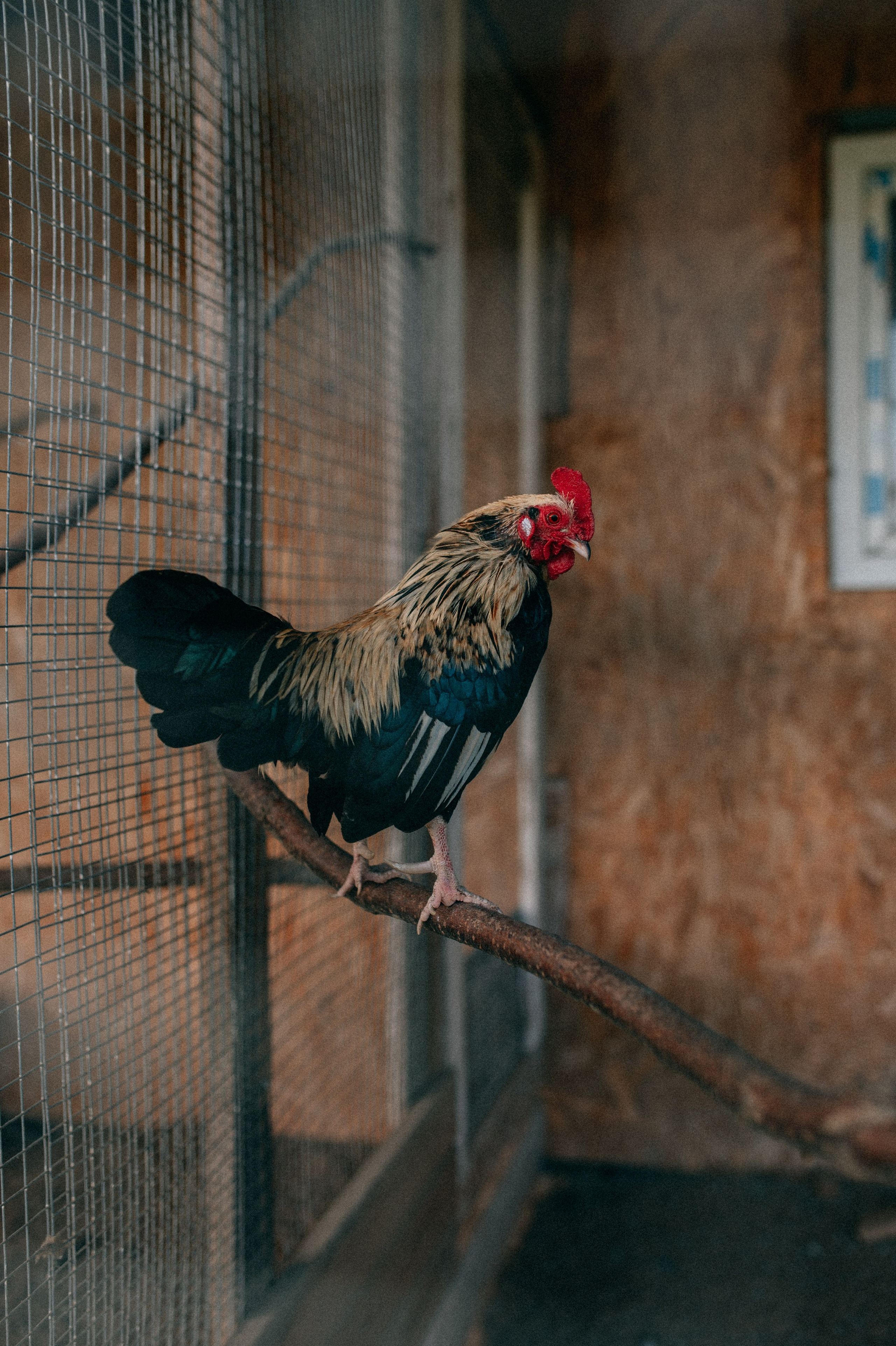 Суаре на ферме. Фотограф Светлана Васильева