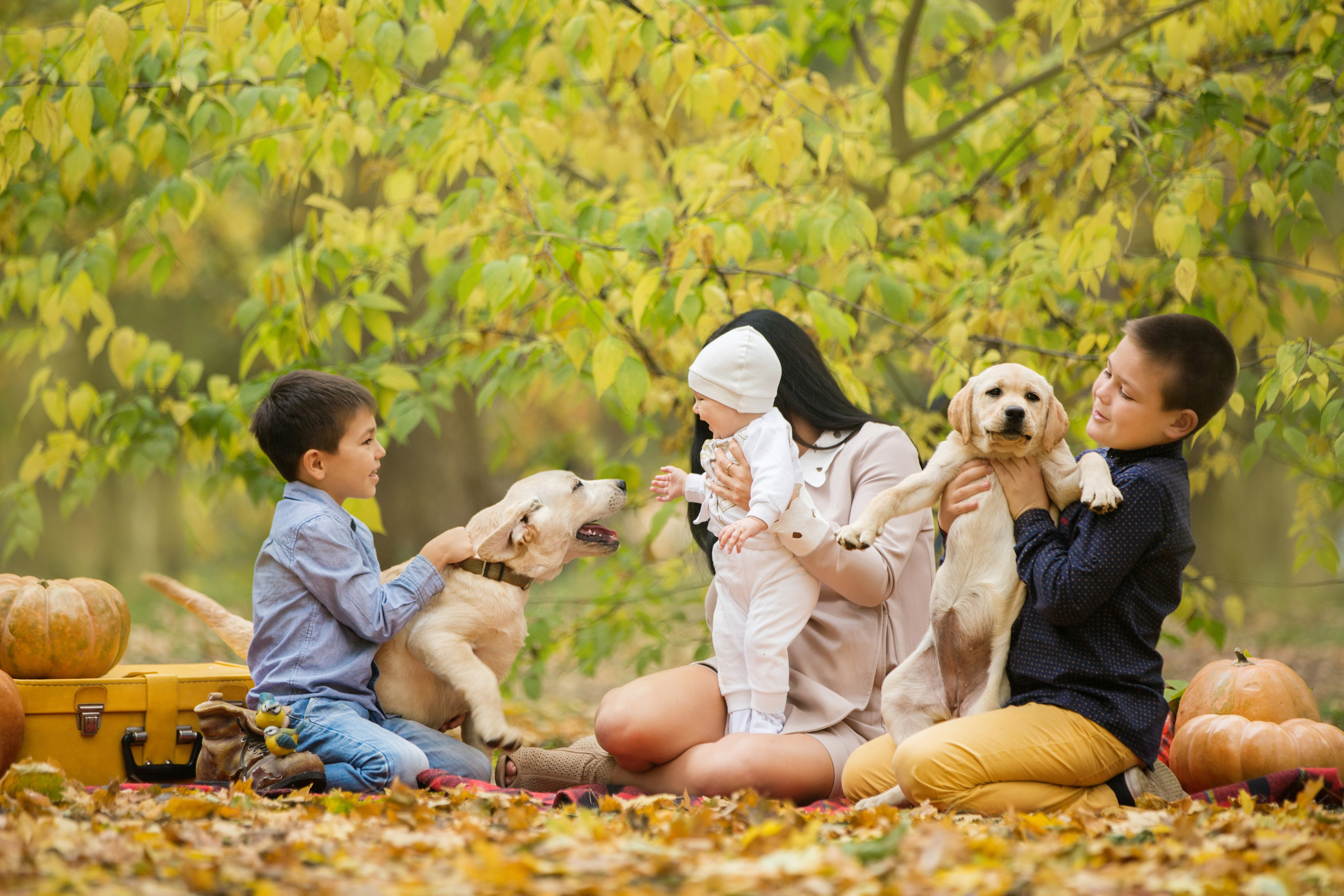 Щенки лабрадоры. Осень. Свадебный семейный и детский фотограф в Краснодаре Карина Федоровская