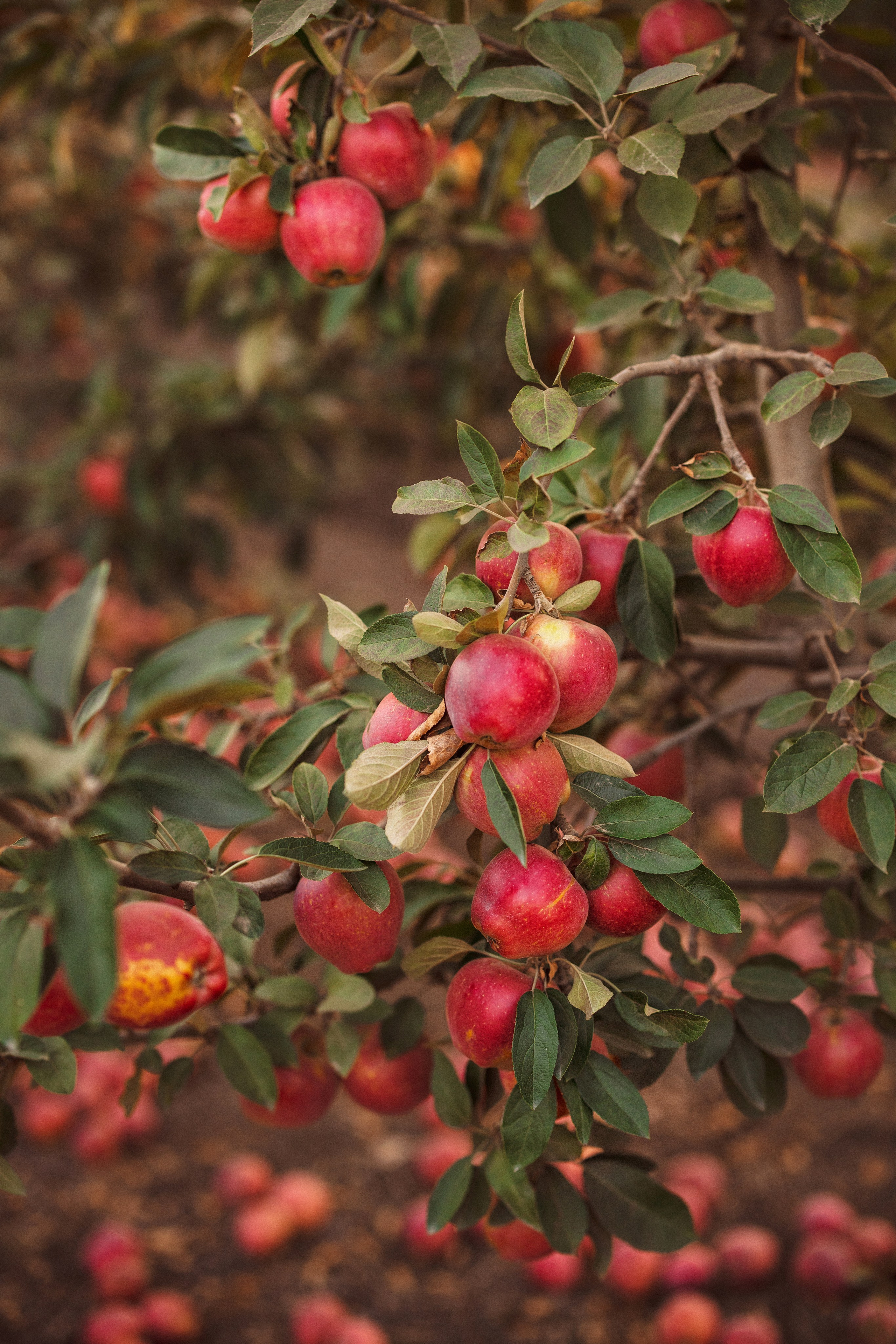 Сбор урожая Яблок. Семейный и детский фотограф в Краснодаре Анна Трашкова