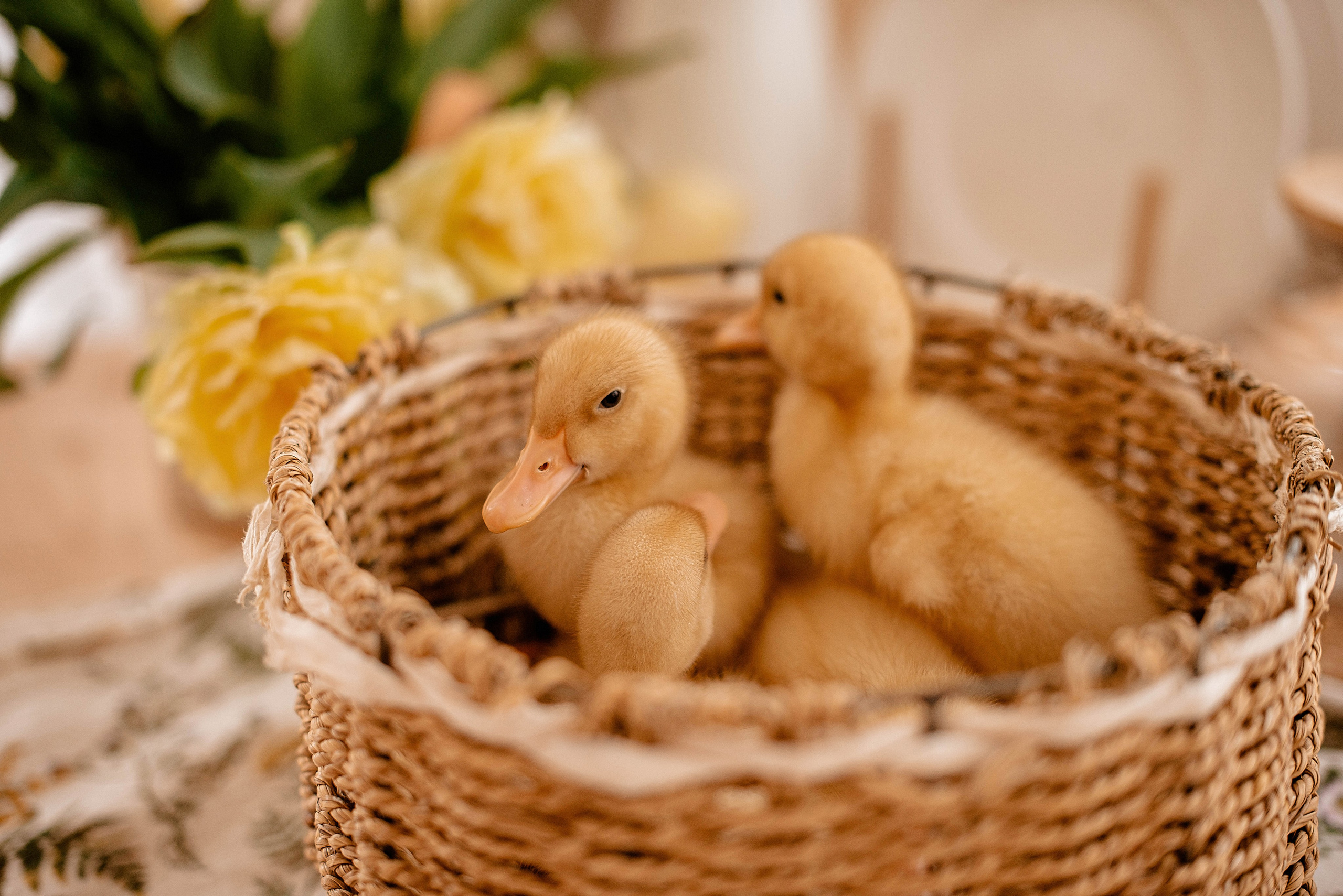 Семья. Свадебный Фотограф в Твери Анастасия Булкина