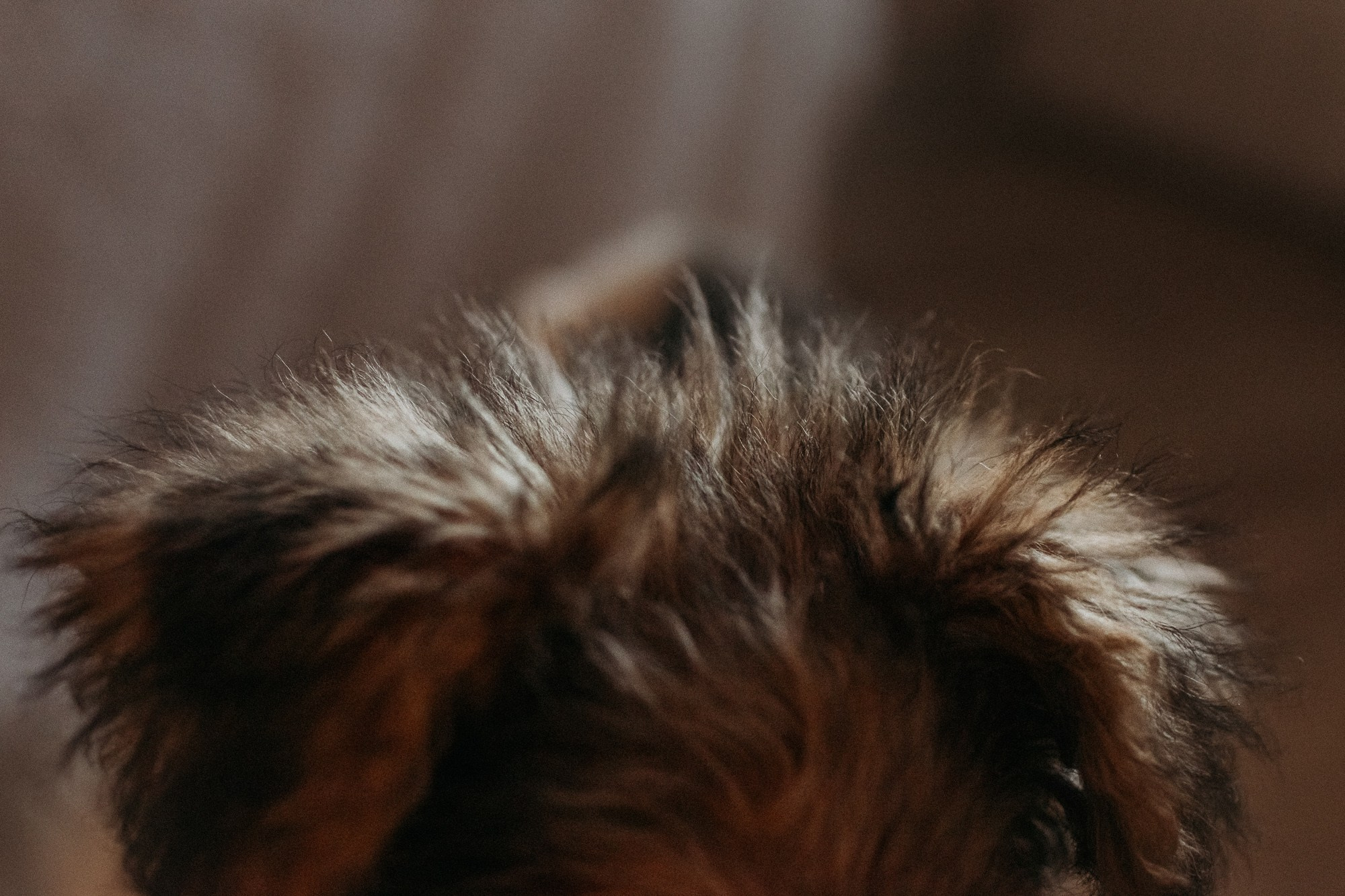 Ребята и фоксы. Фотограф Наталья Потапова