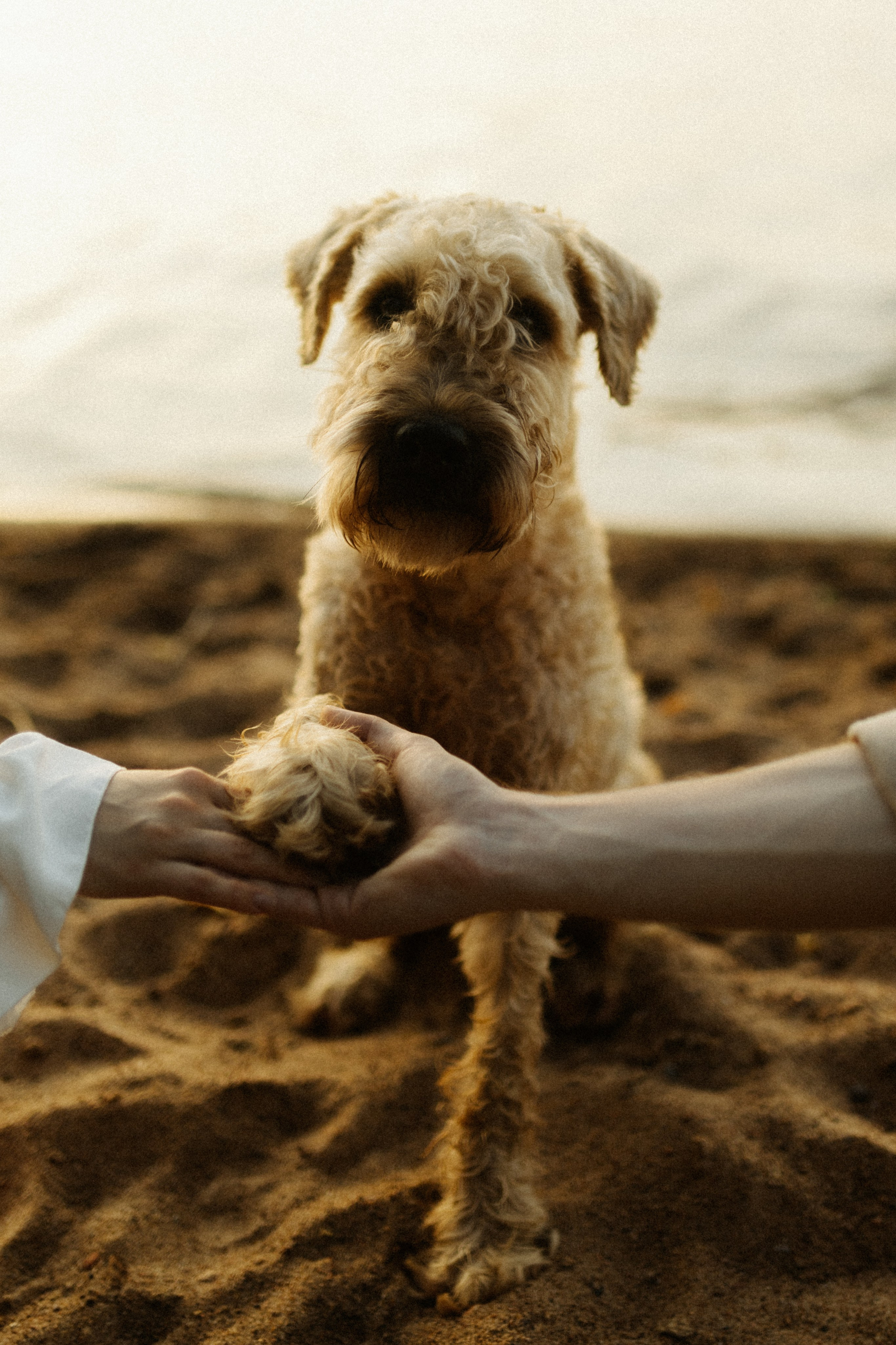 Аня, Влад и Джек. Фотограф в Санкт-Петербурге