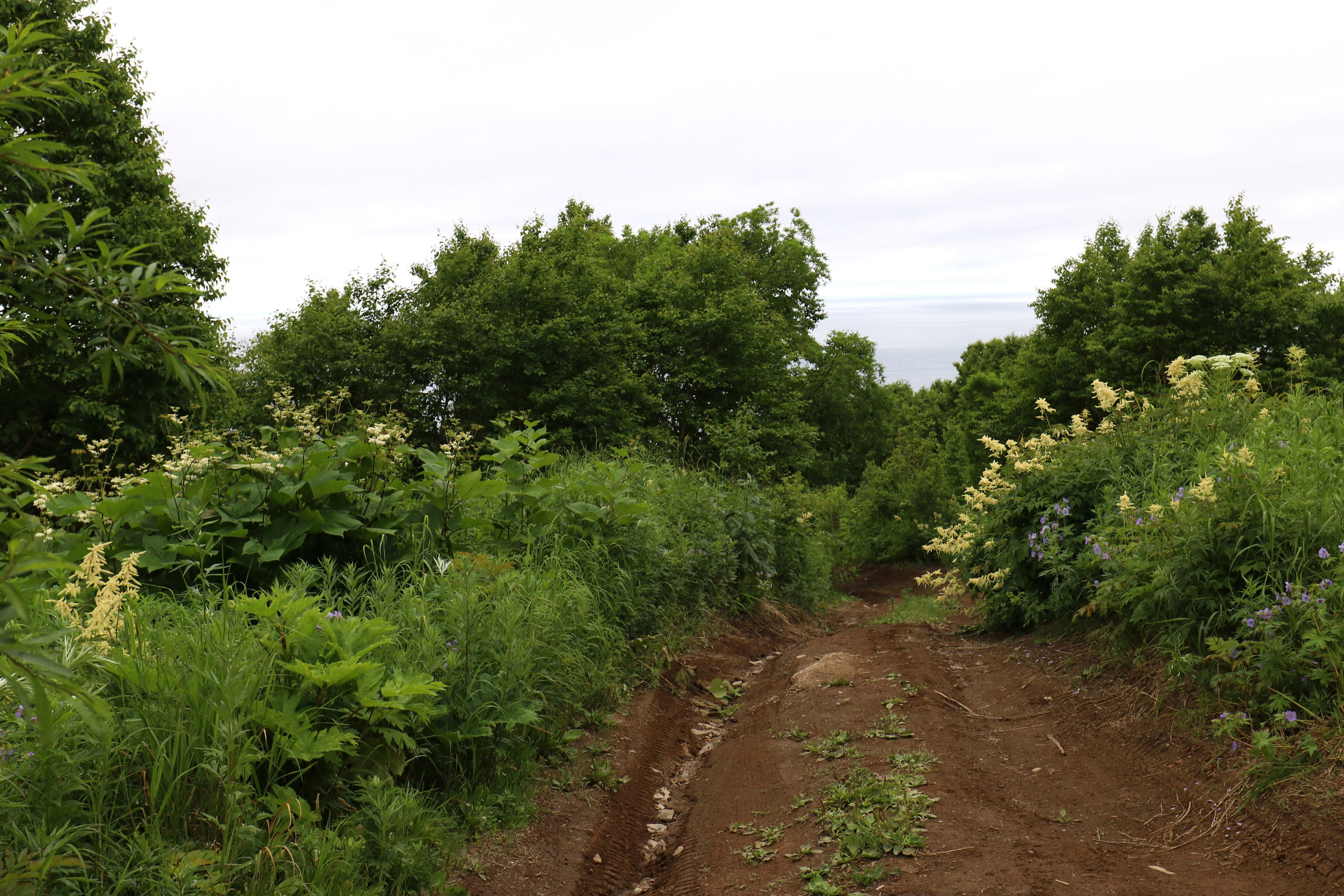 Камчатка и о. Парамушир. Июль 2024. Путешественник-фотограф из Санкт-Петербурга Татьяна Свистулина