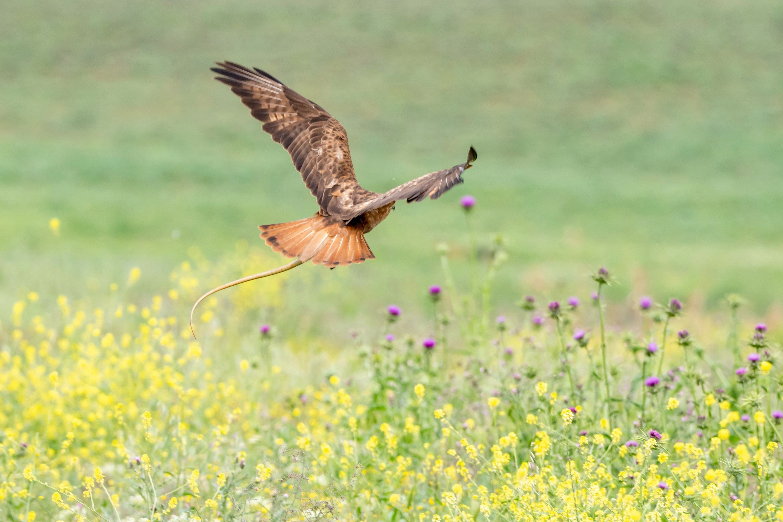 Пейзажный фотограф, Фотографии дикой природы. Foto-Zuev фотография как искусство