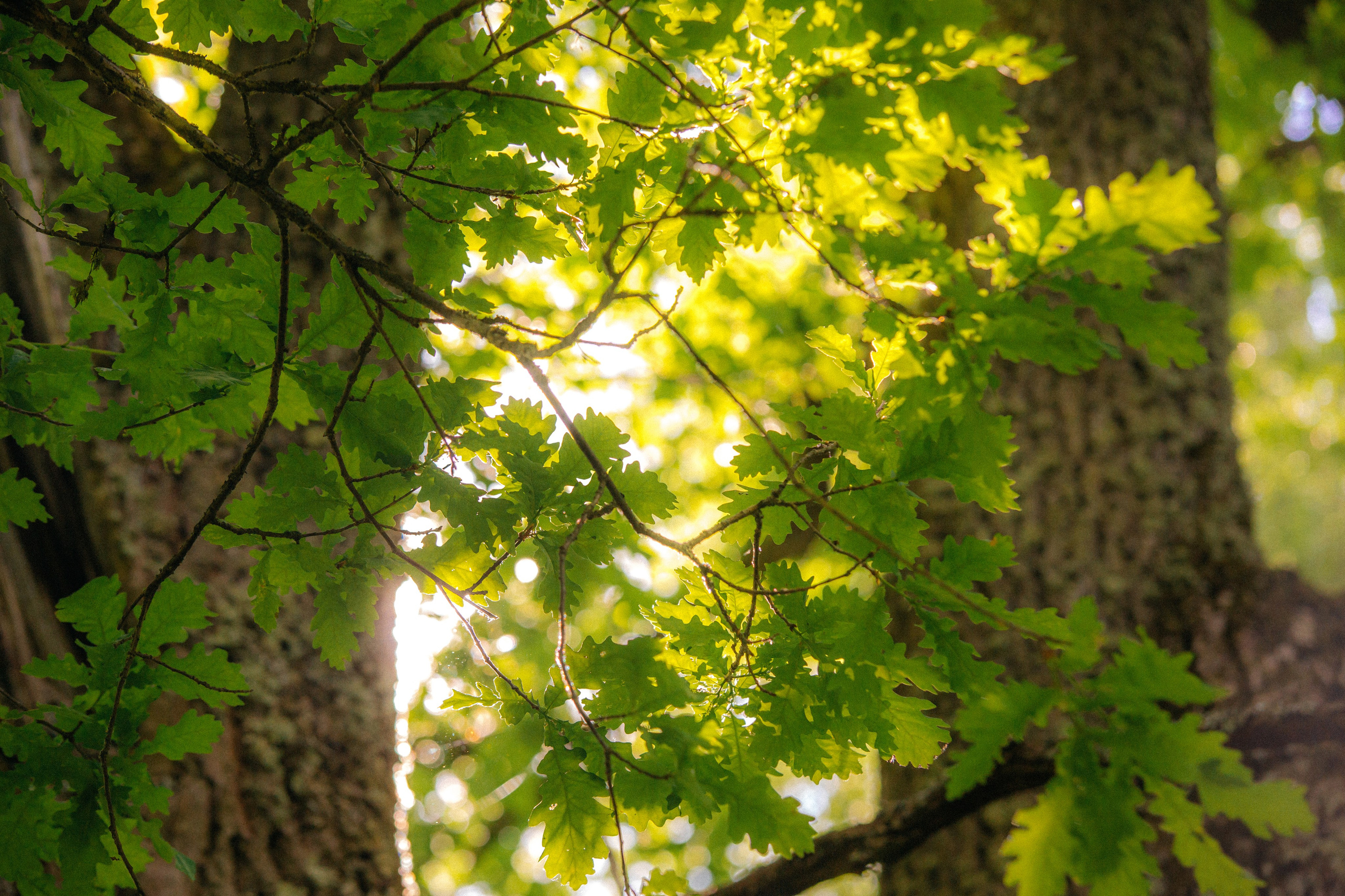 Музей-усадьба «Никольское-Вяземское». Профессиональный фотограф в Мценске и Орловской области