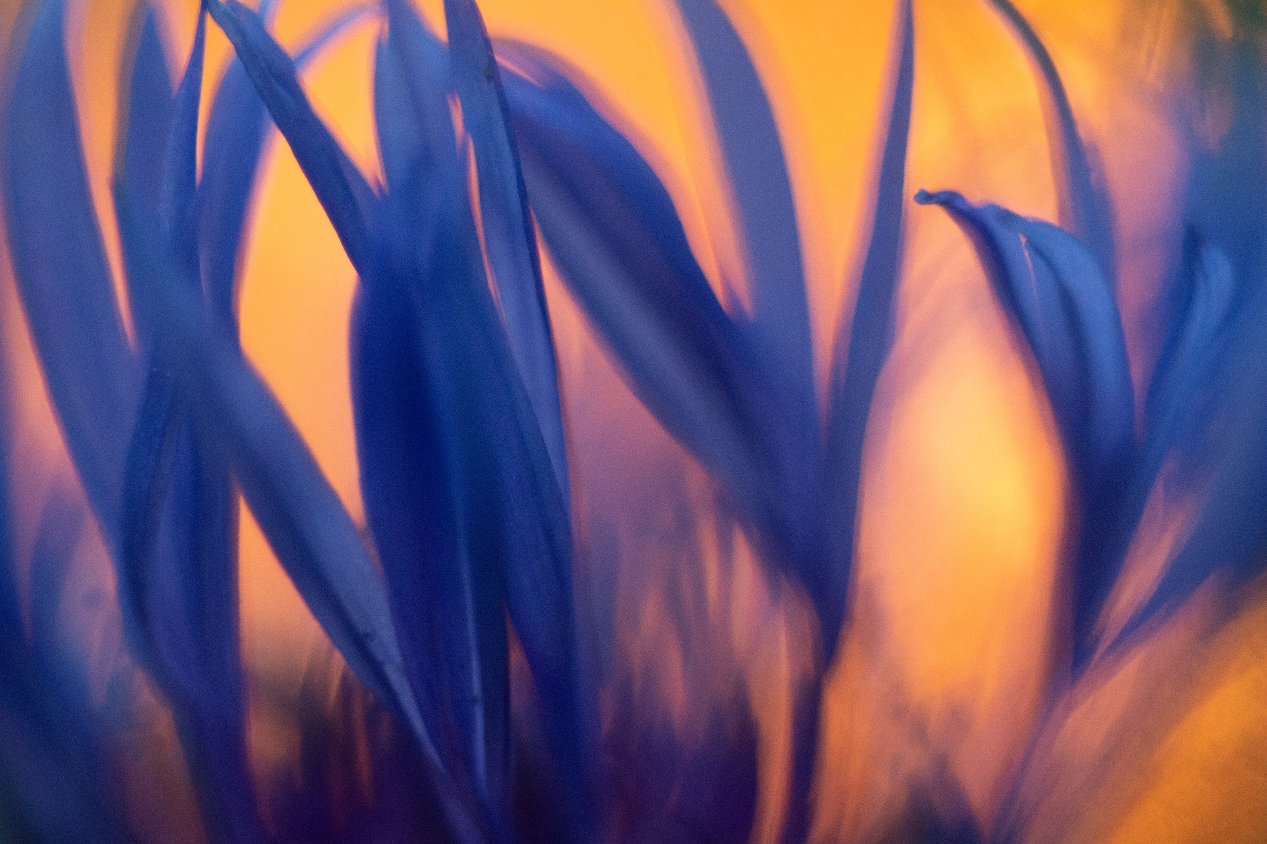 Макро. Фотограф Лагутин Анатолий